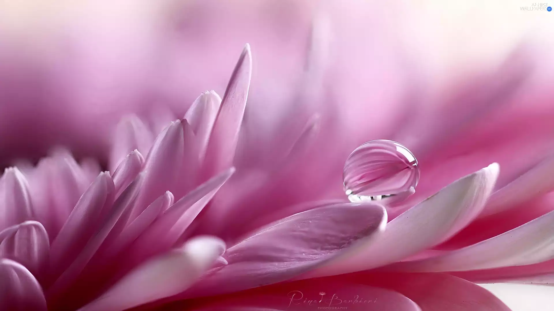 drop, Close, Colourfull Flowers, flakes, Pink