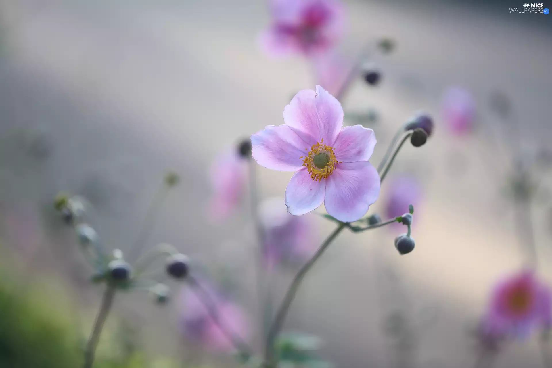 Japanese anemone, Colourfull Flowers, Buds, Pink