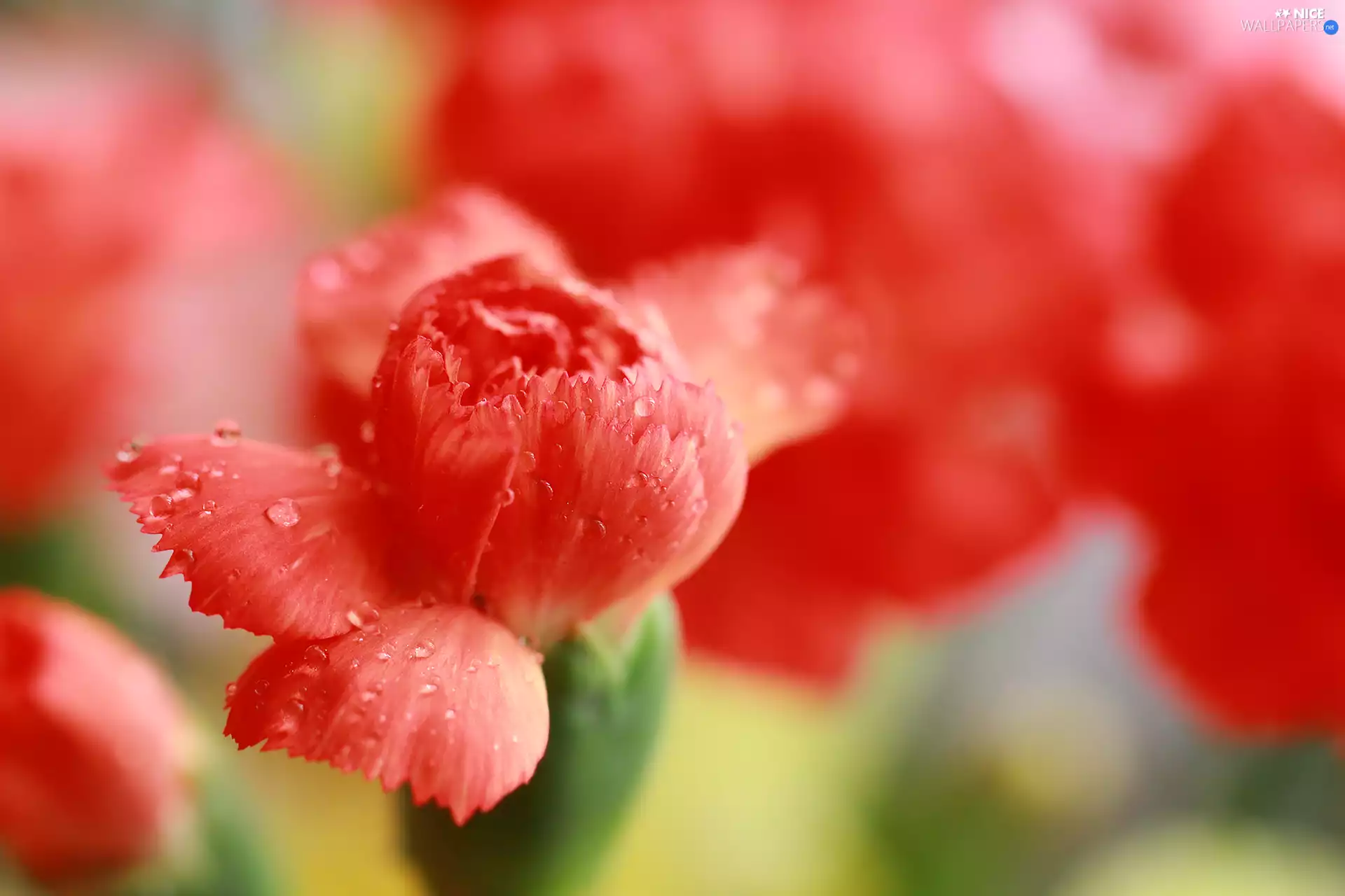 pink, Red, Colourfull Flowers