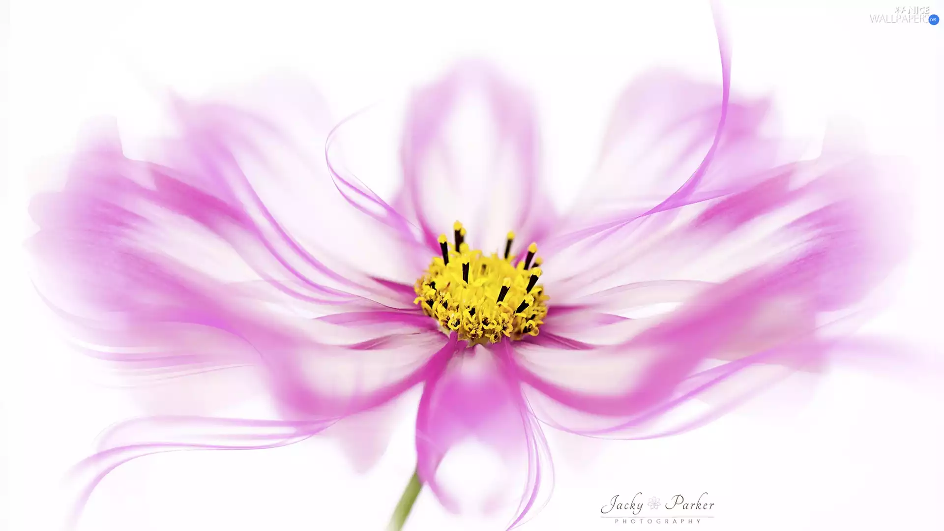 rods, graphics, Colourfull Flowers, Yellow, Pink