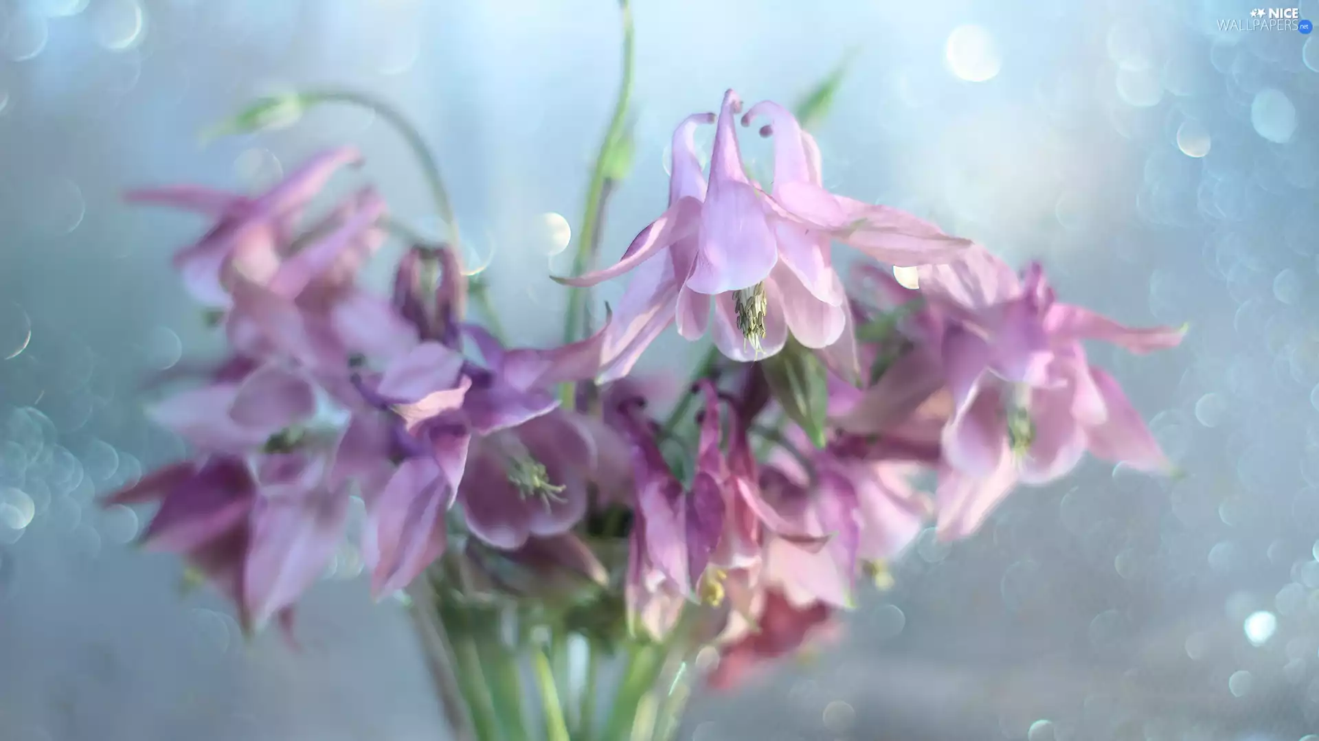 Flowers, Columbines, Pink