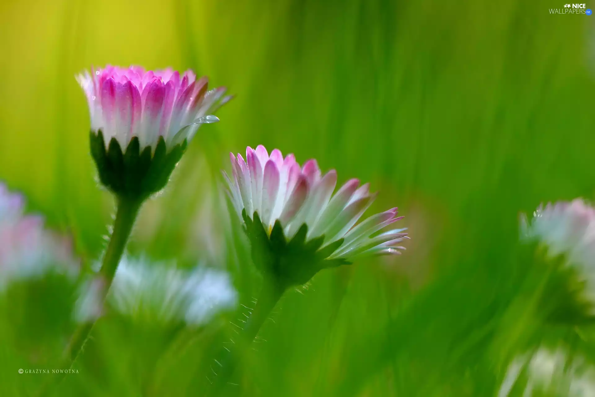Flowers, daisies, Pink