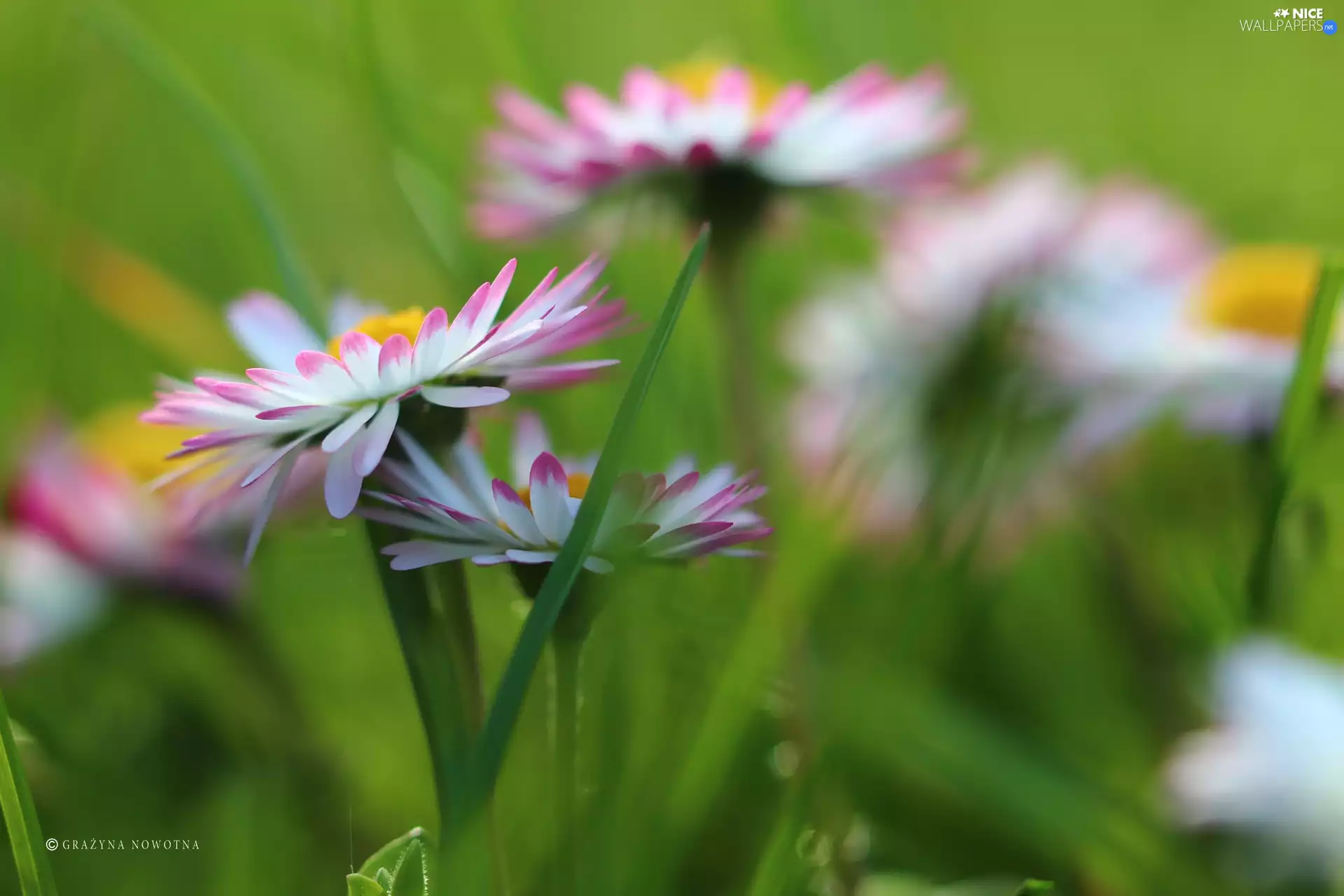 Flowers, daisies, Pink