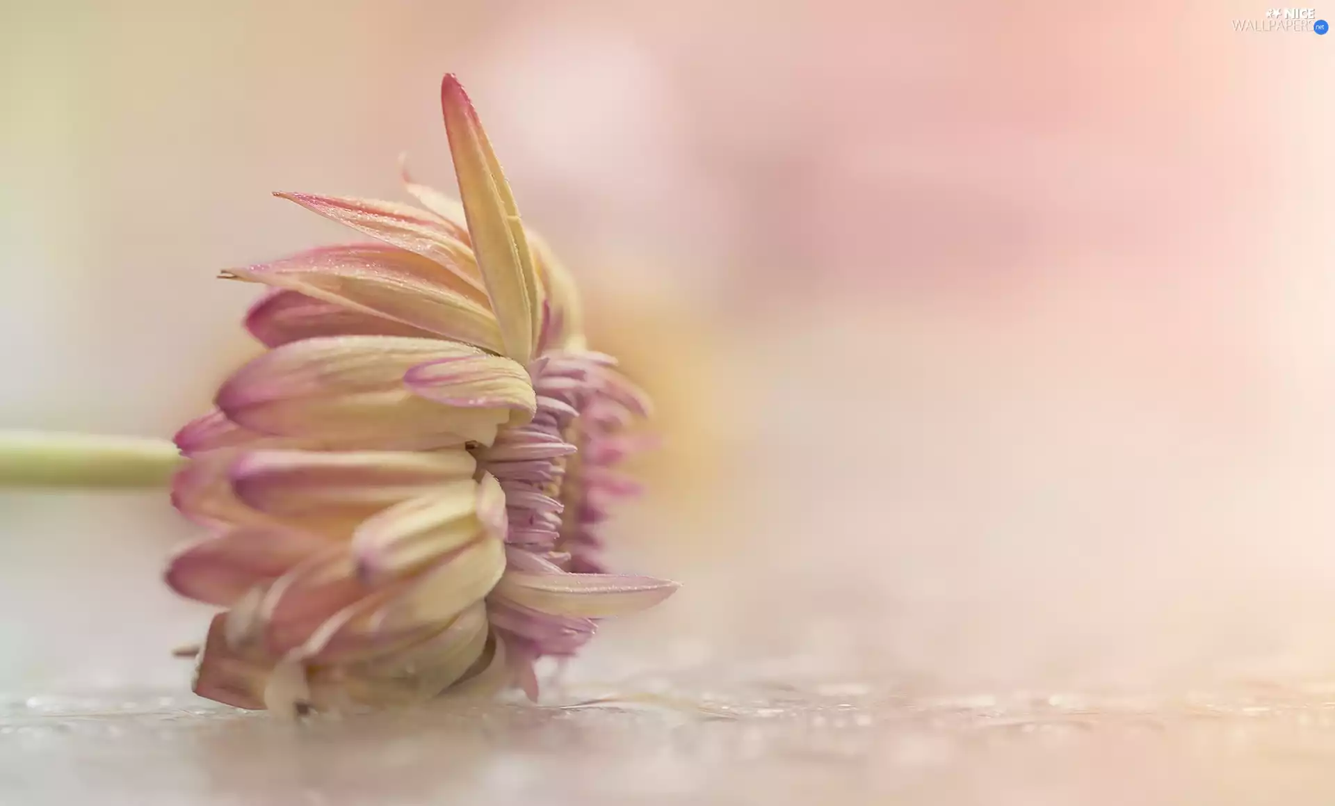 Colourfull Flowers, Pink, background, Dalia