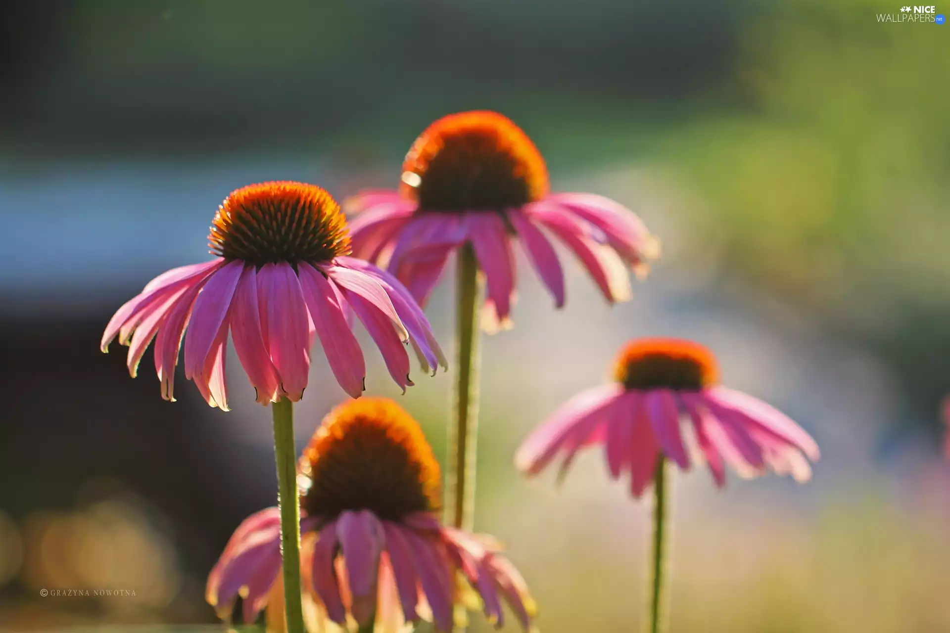 Flowers, echinacea, Pink
