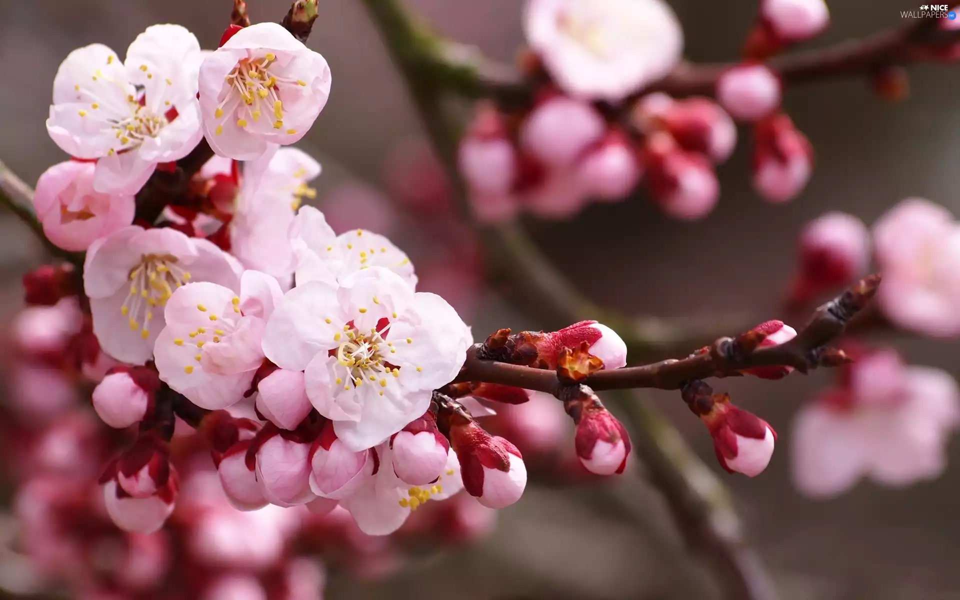 Pink, trees, fruit, Flowers