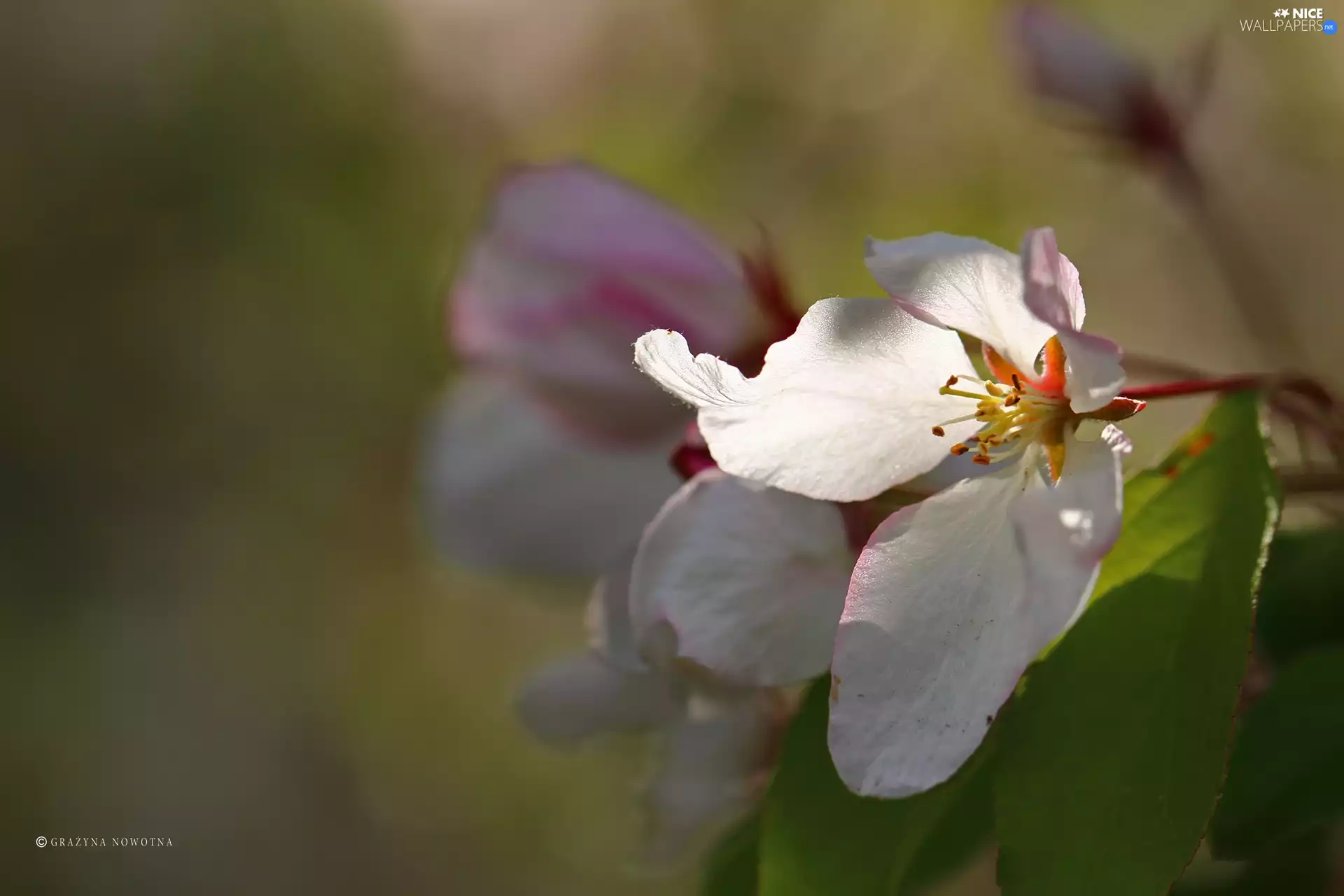 Pink, trees, fruit, Flowers