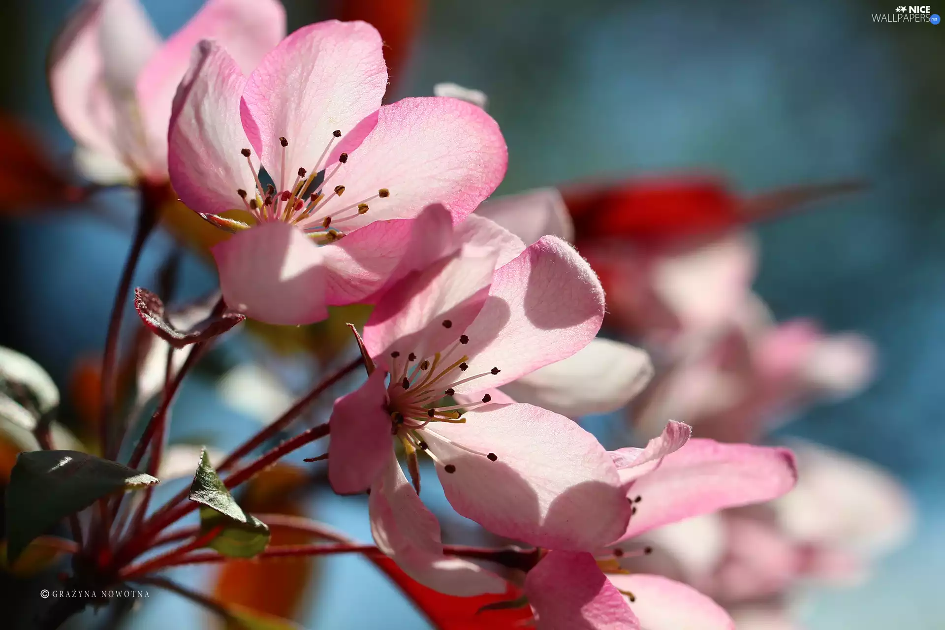 Pink, trees, fruit, Flowers