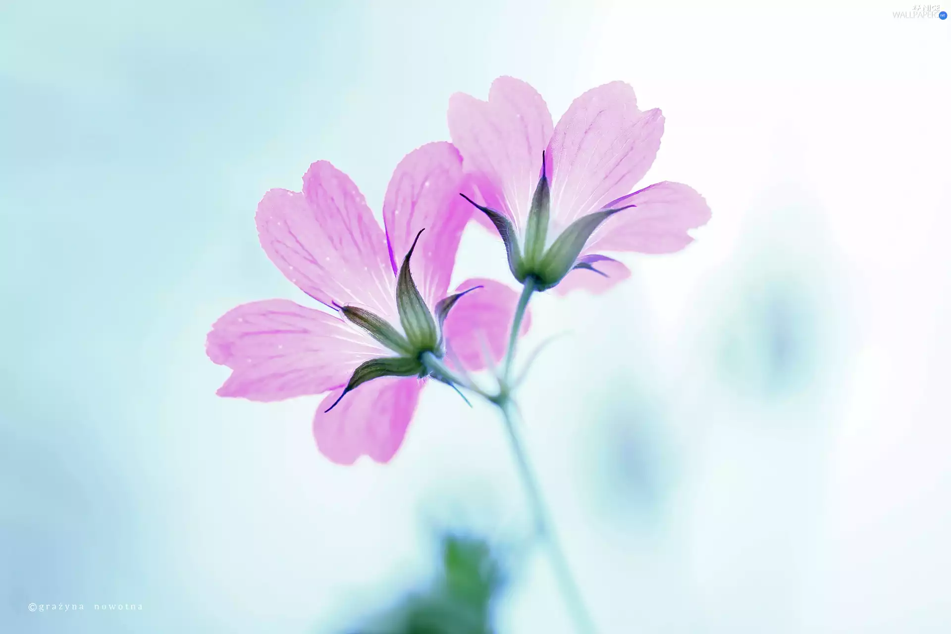 Flowers, Geraniums, Pink