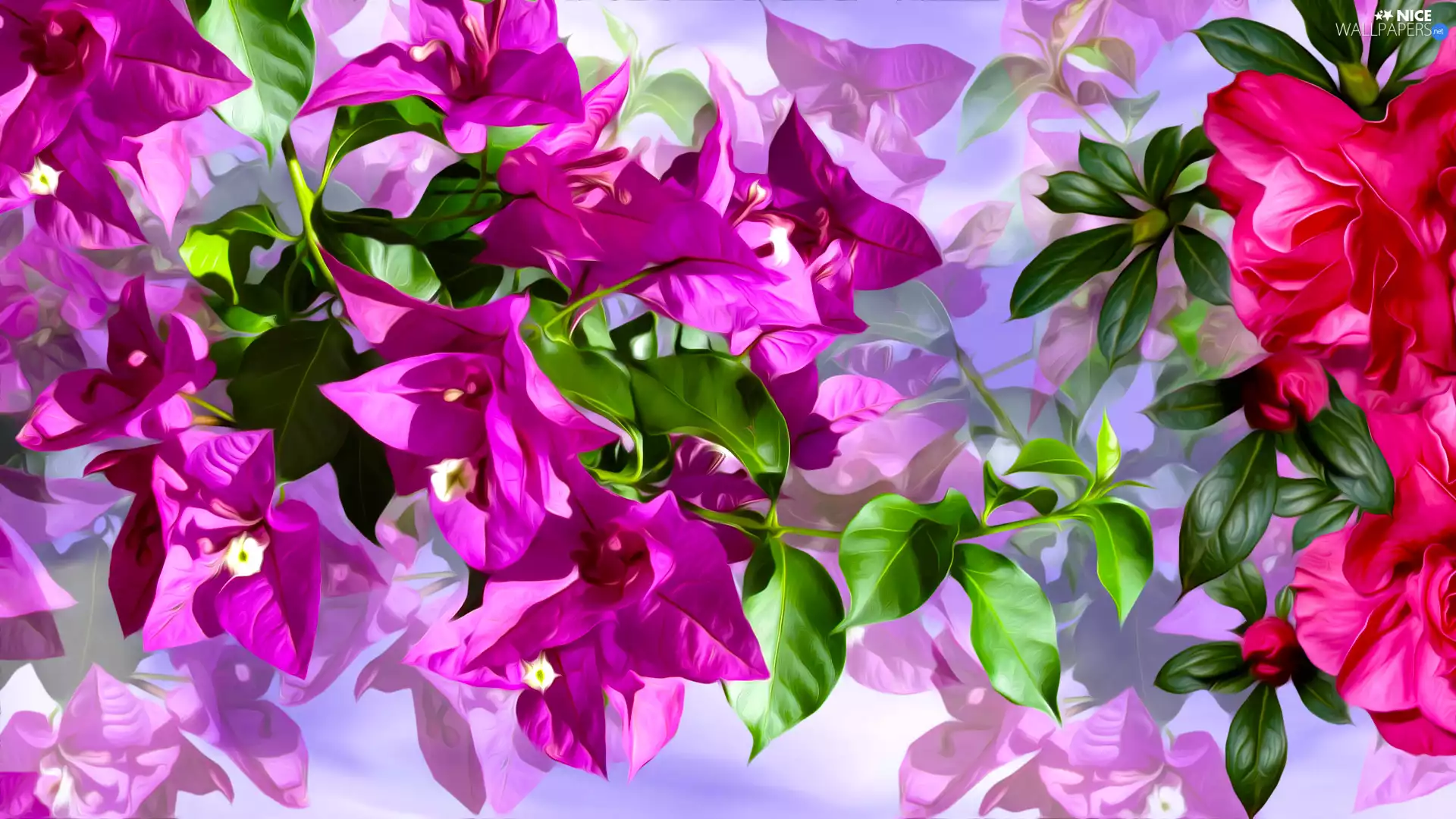 Pink, Bougainvillea, graphics, Flowers