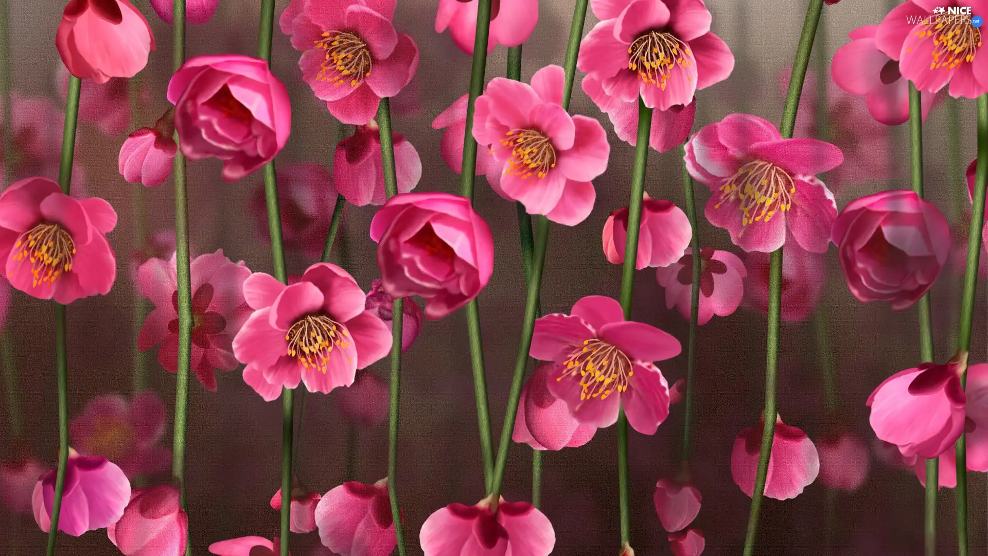 Flowers, hanging, Pink