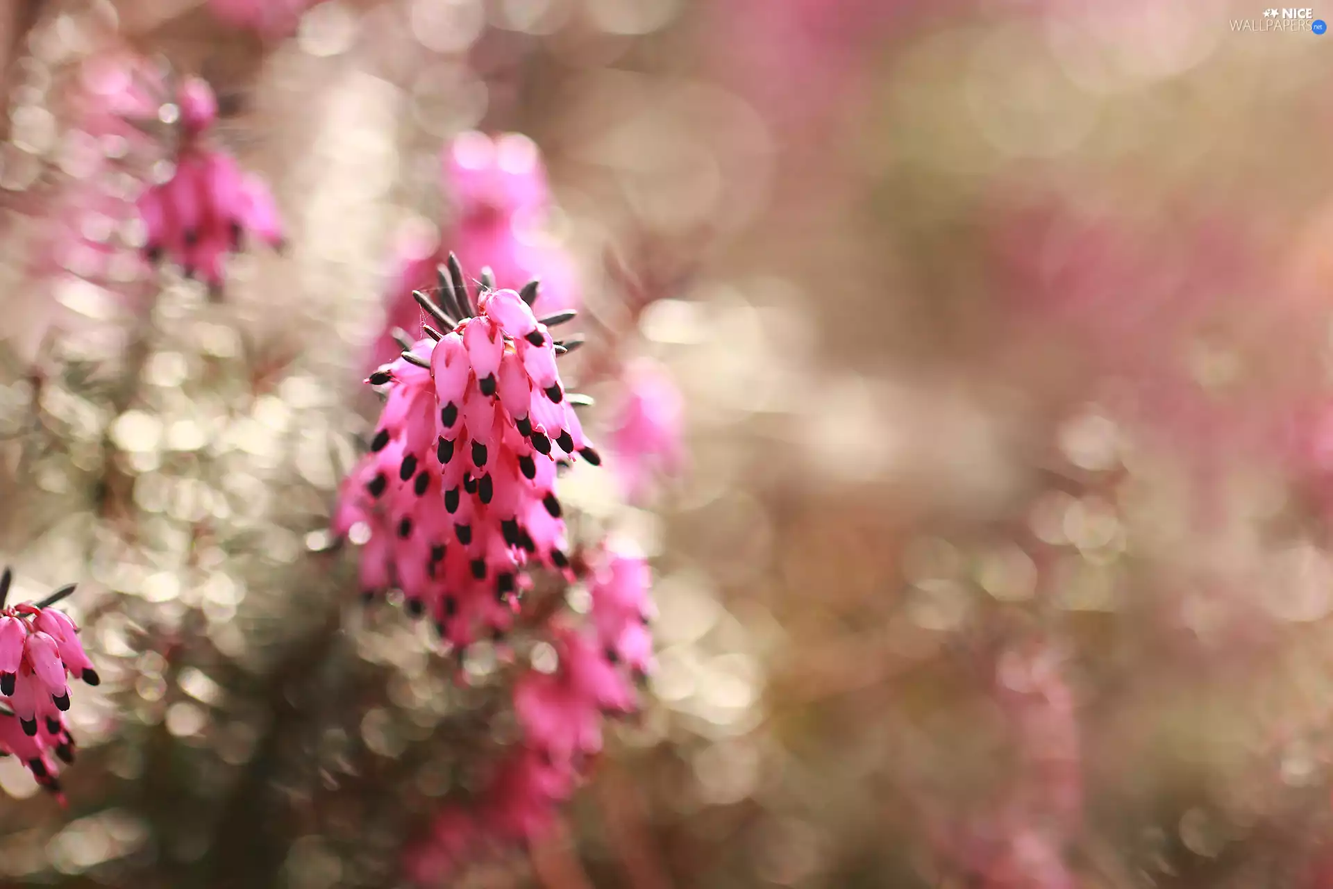 Flowers, Heath, Pink