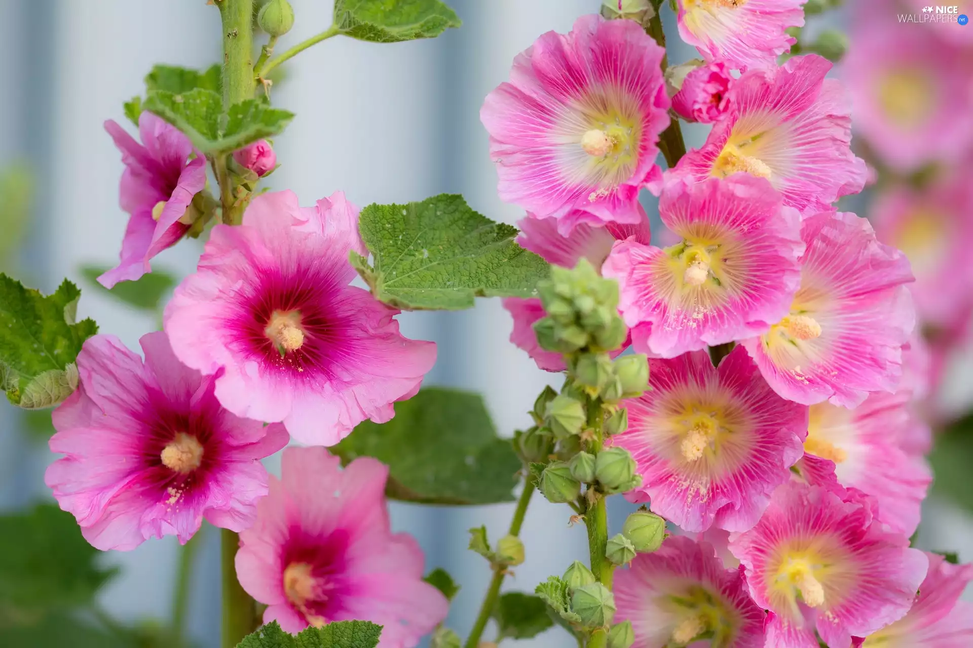 Flowers, Hollyhocks, Pink