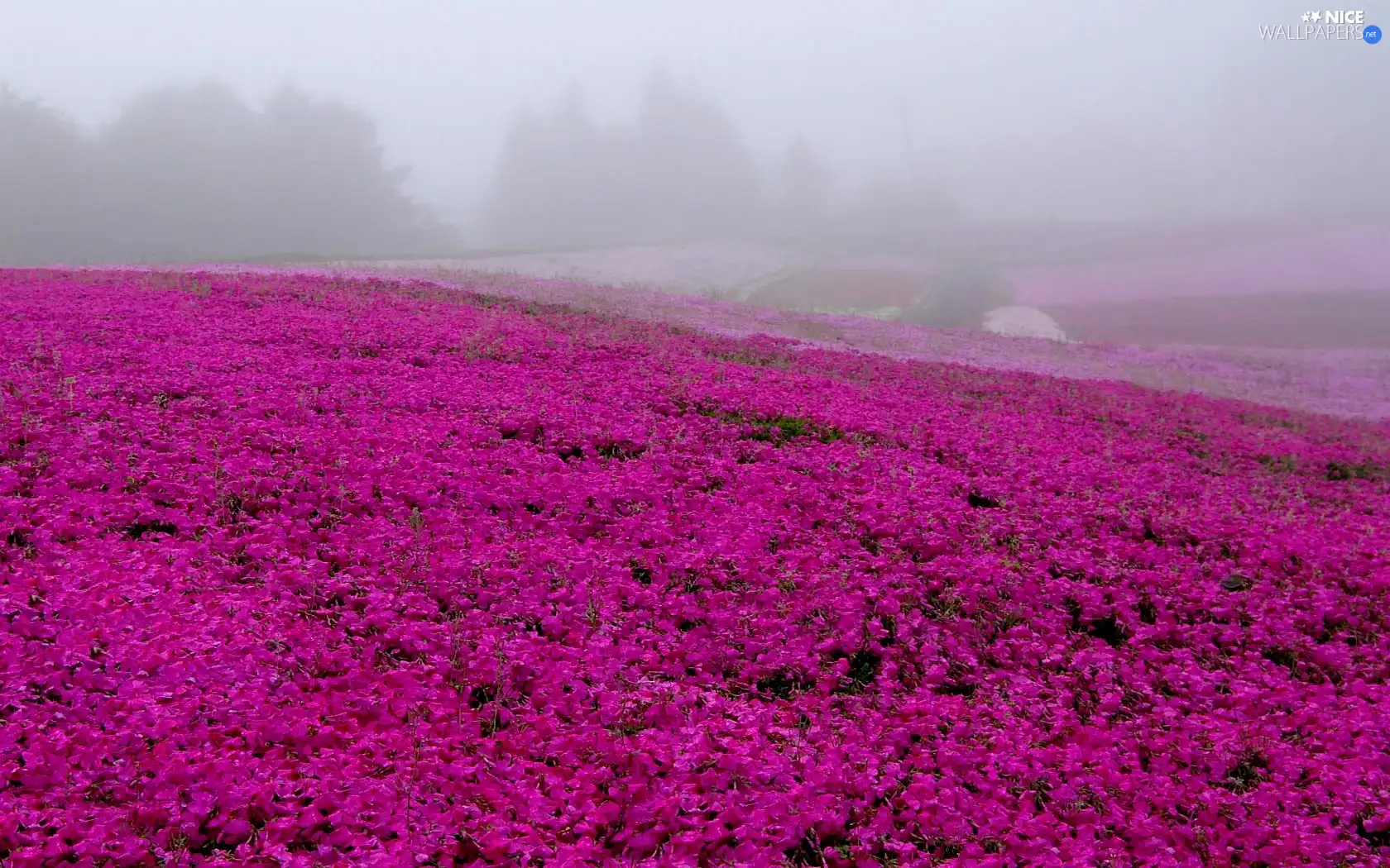 flowers, Meadow, pink
