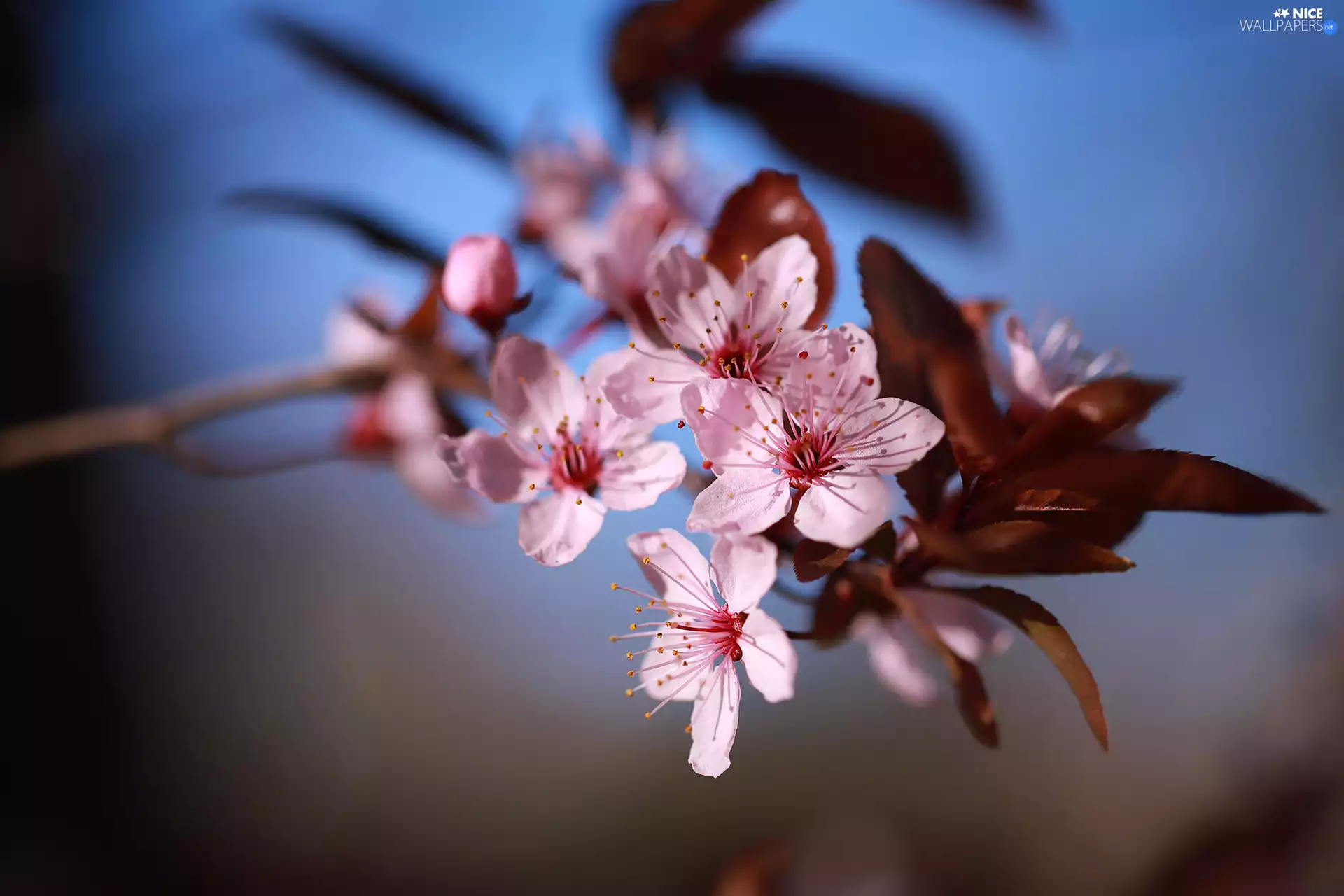 twig, Fruit Tree, Flowers, rapprochement, Pink