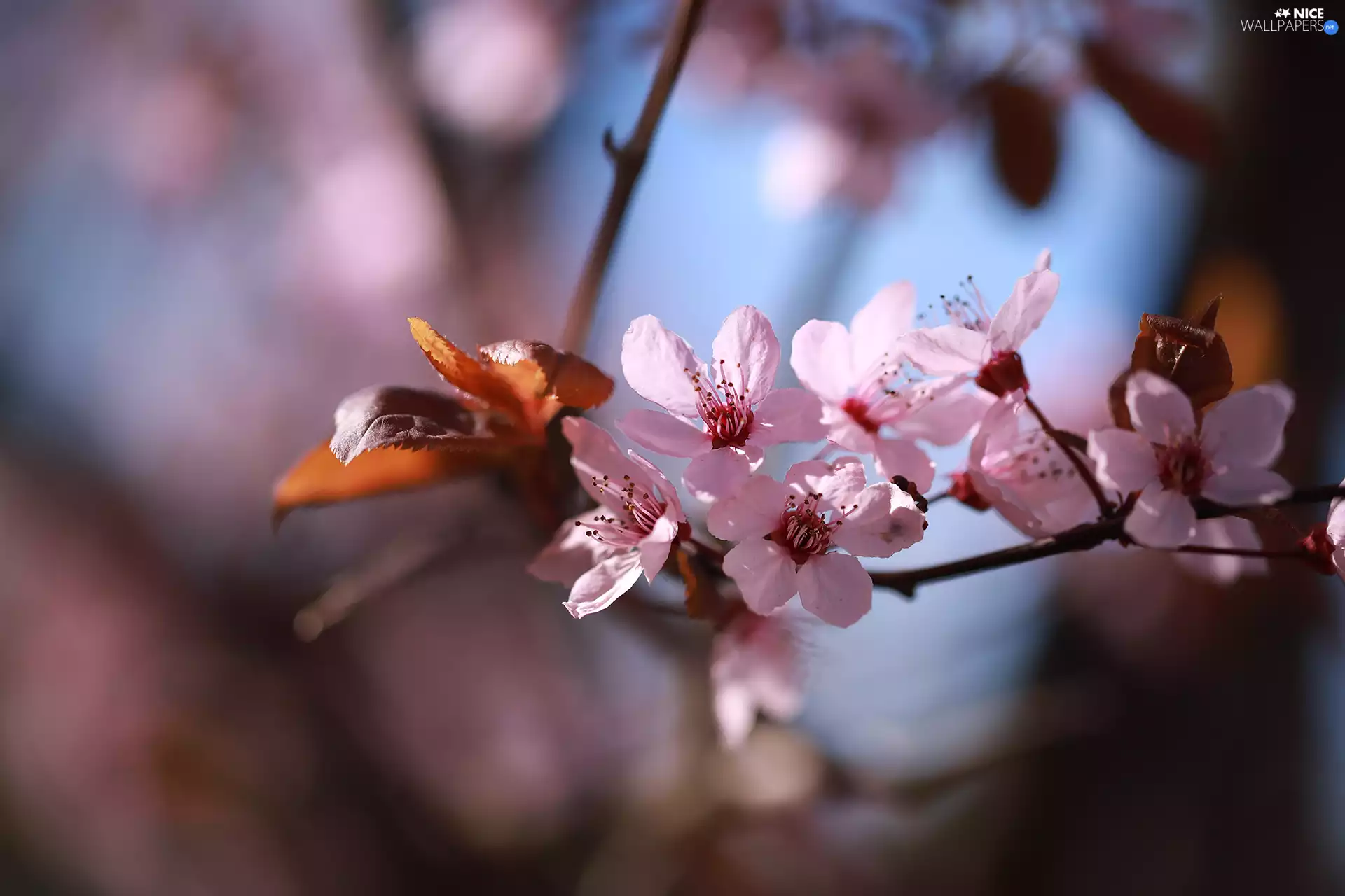 Twigs, Fruit Tree, Flowers, leaves, Pink