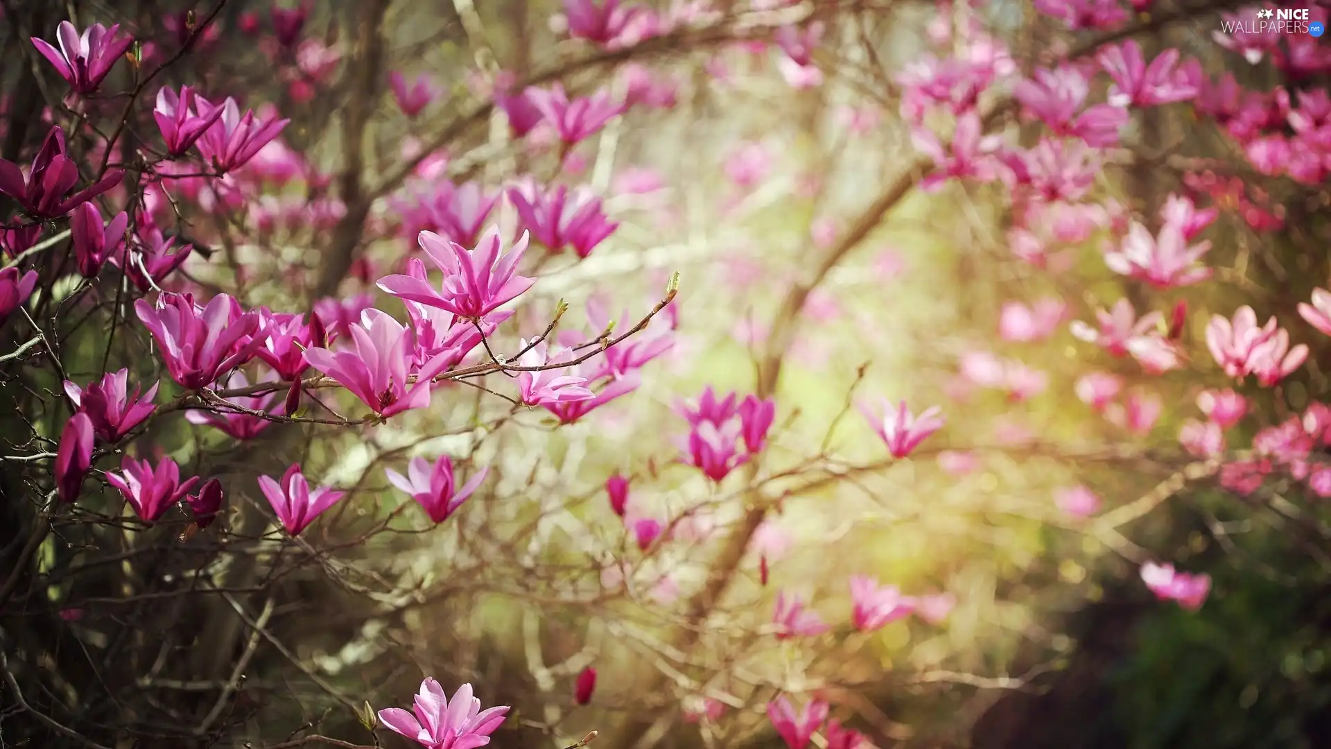 twig, Flowers, Magnolia, Pink