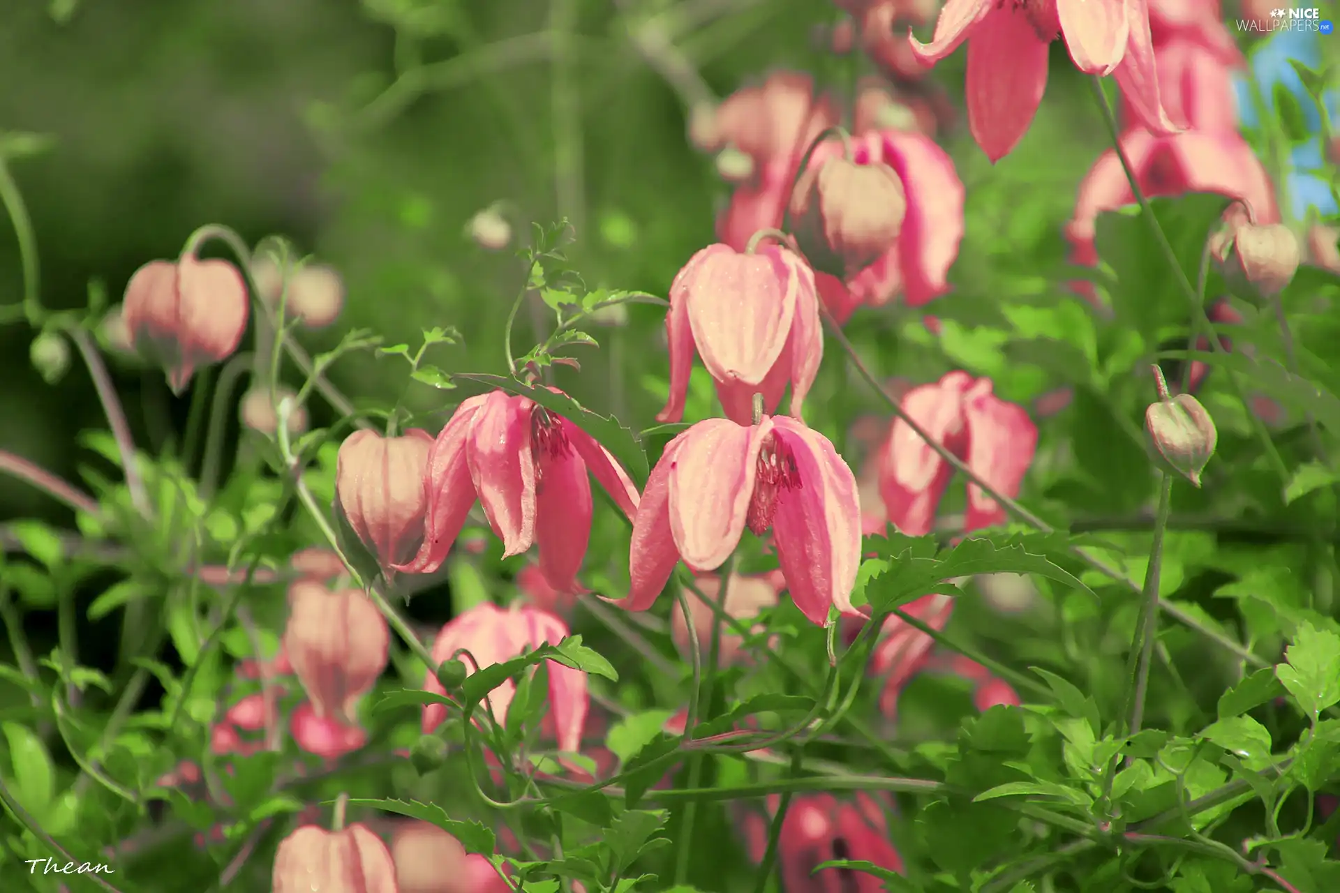 Pink, Flowers