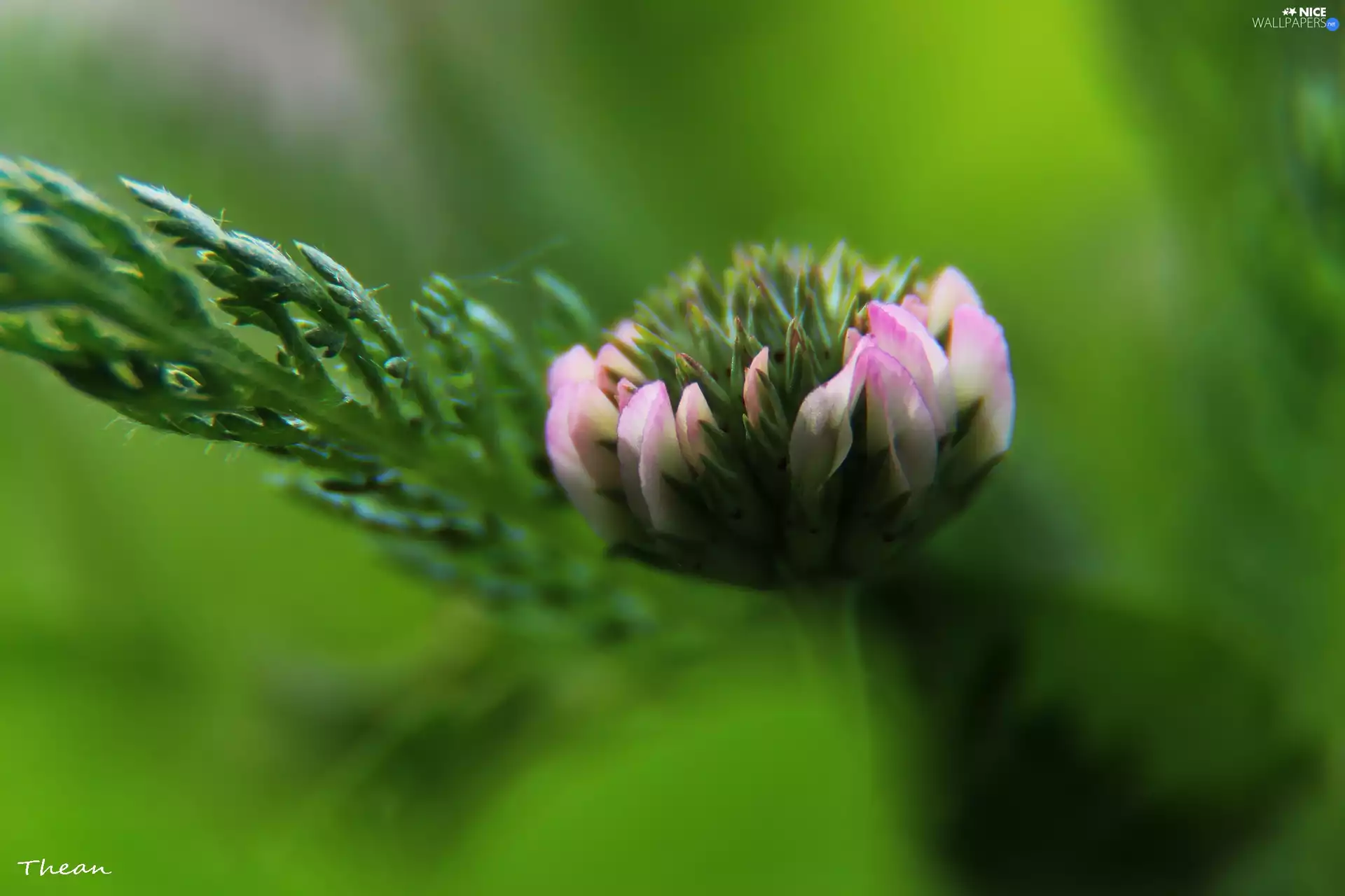 Colourfull Flowers, pinky white, trefoil