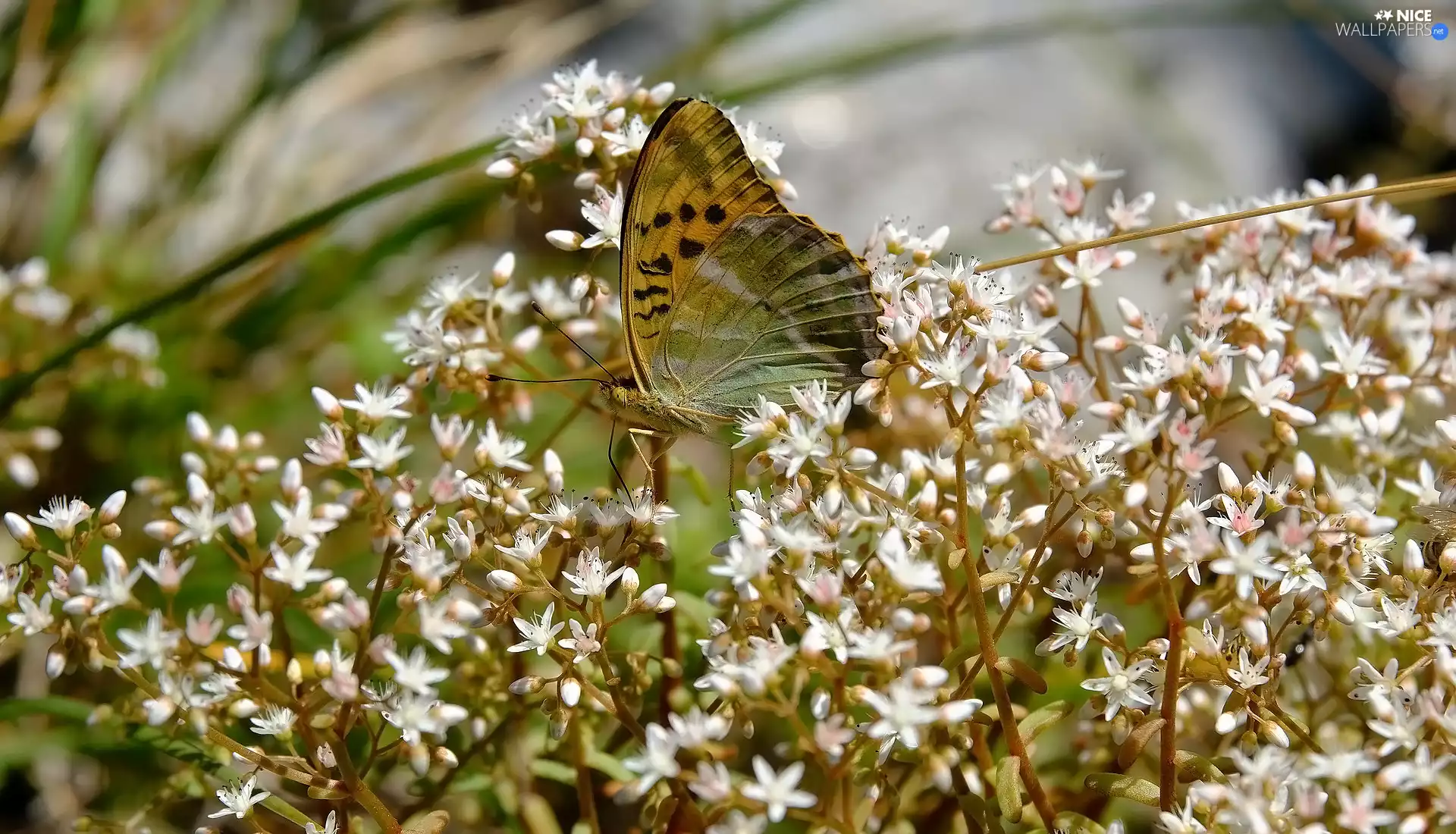 change, Flowers, plant, White, butterfly