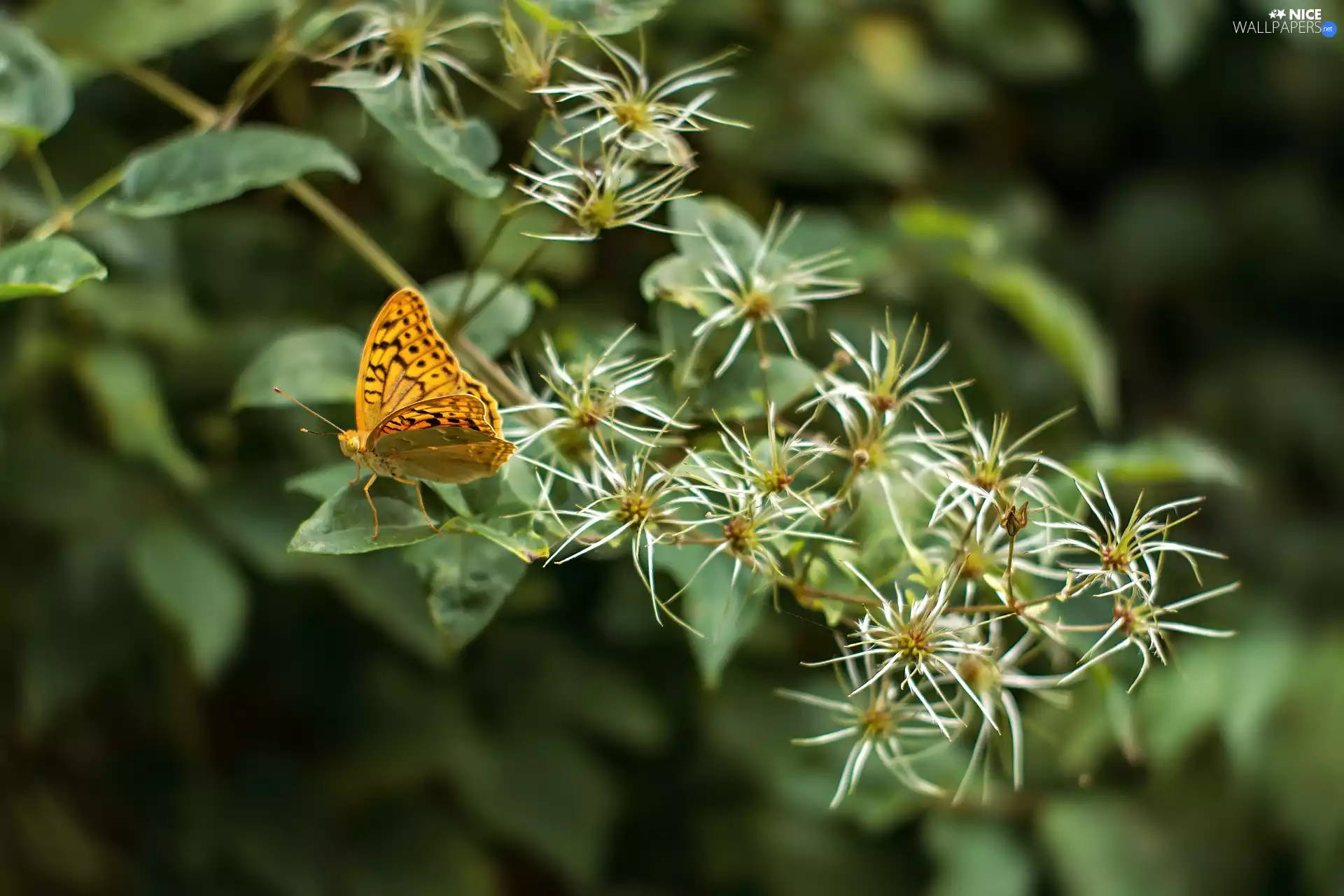 Flowers, butterfly, plant