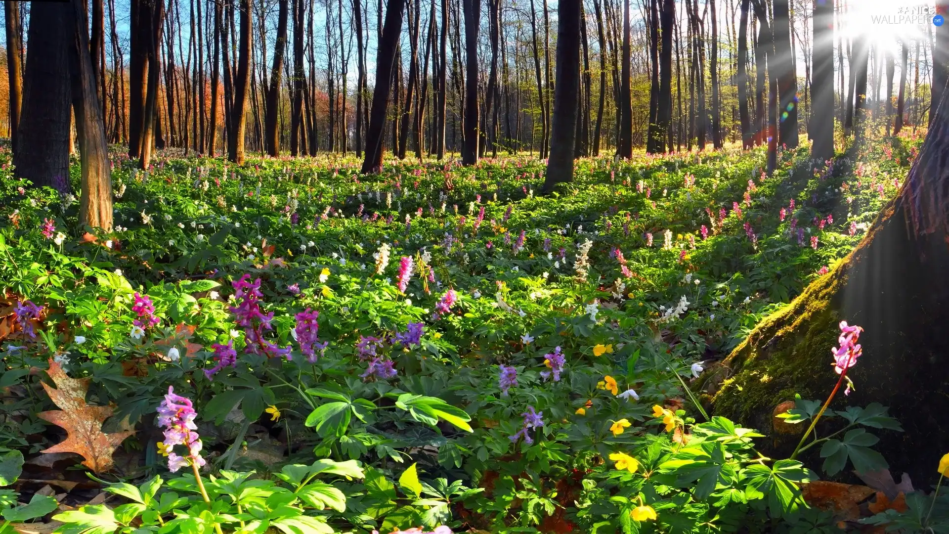 Flowers, forest, Plants
