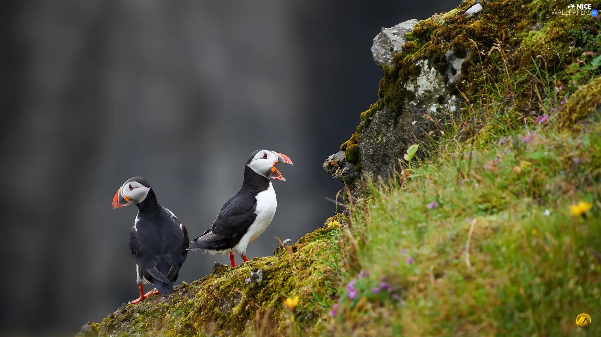 Flowers, Plants, Puffins, slope, Two cars