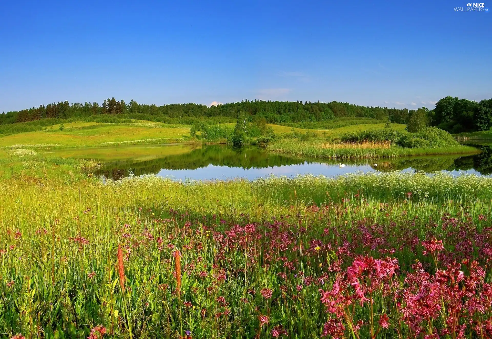 Flowers, Meadow, Pond