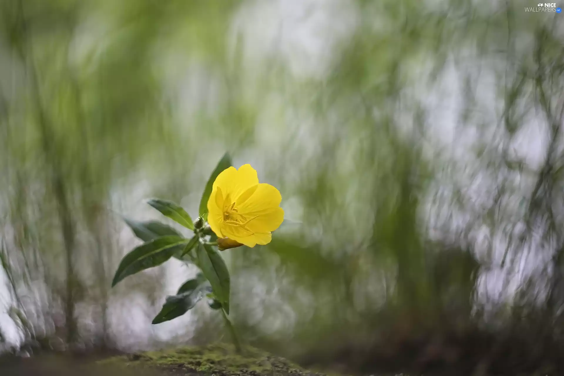 Colourfull Flowers, primrose, blur, Yellow