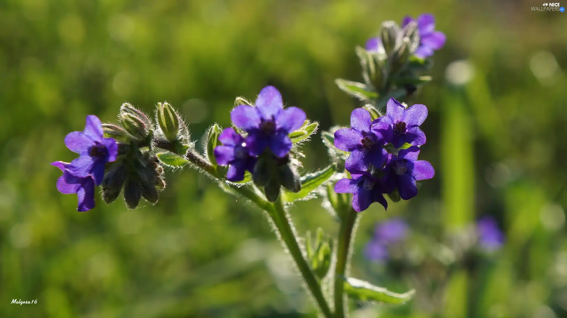 purple, Flowers