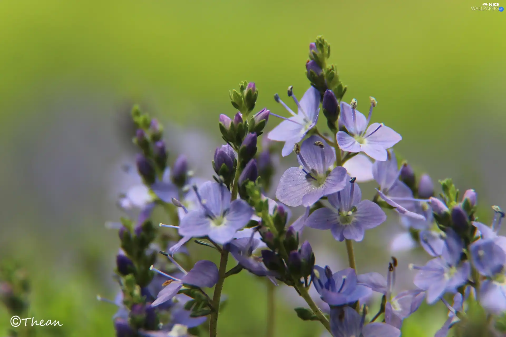 purple, Flowers