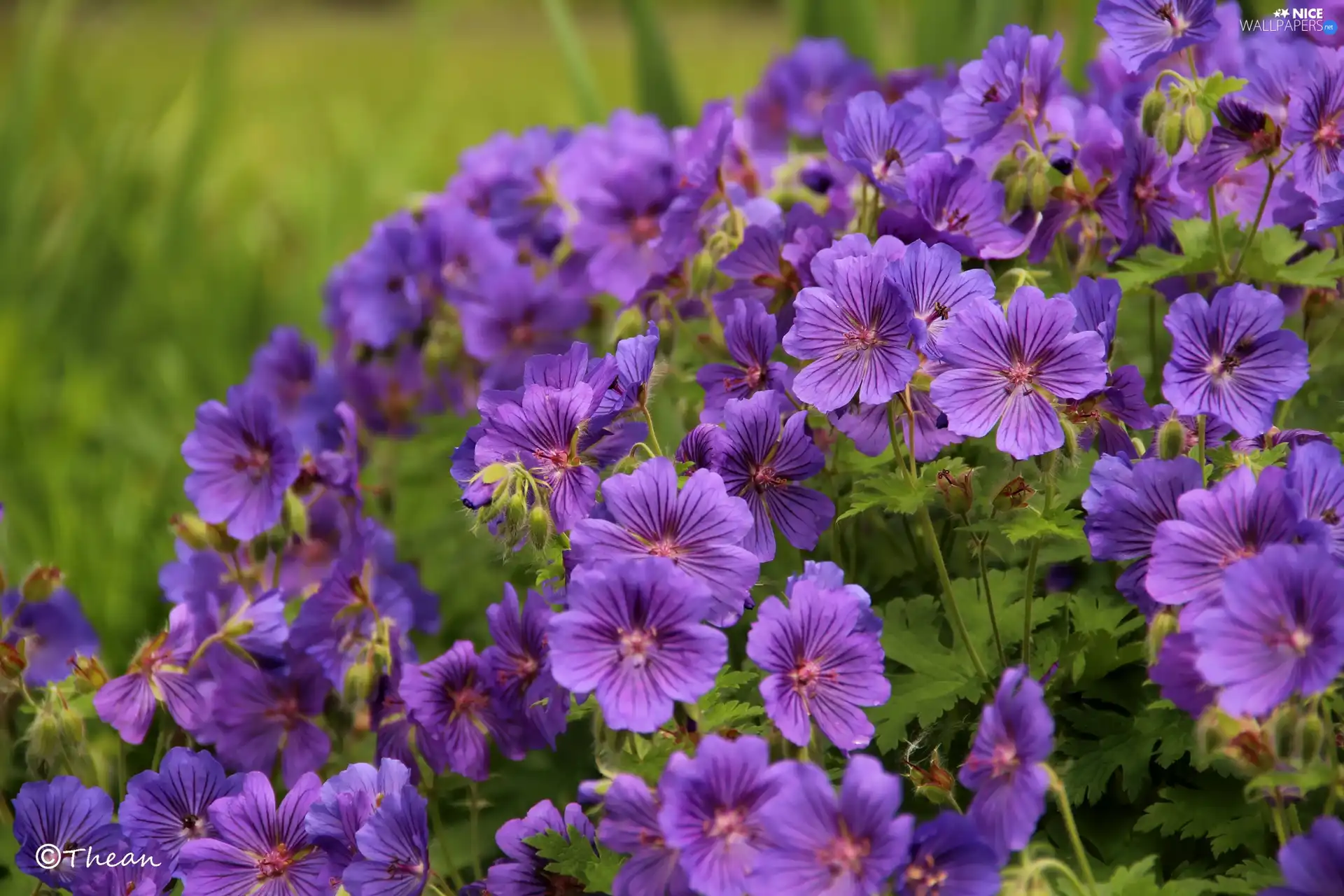 purple, Flowers