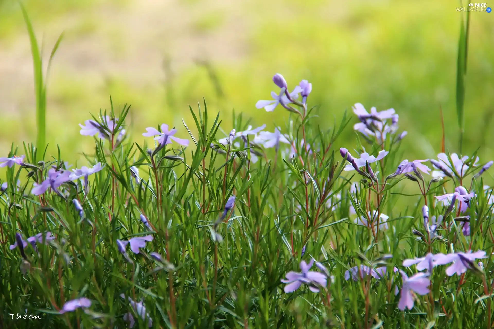 purple, Flowers