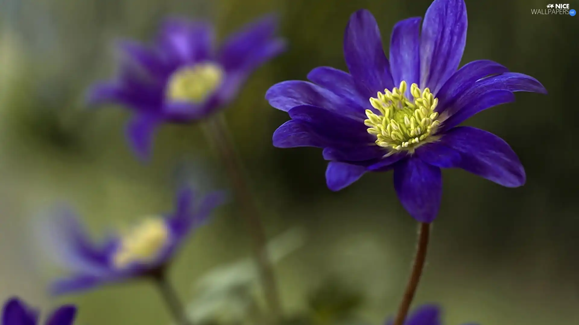 purple, Flowers