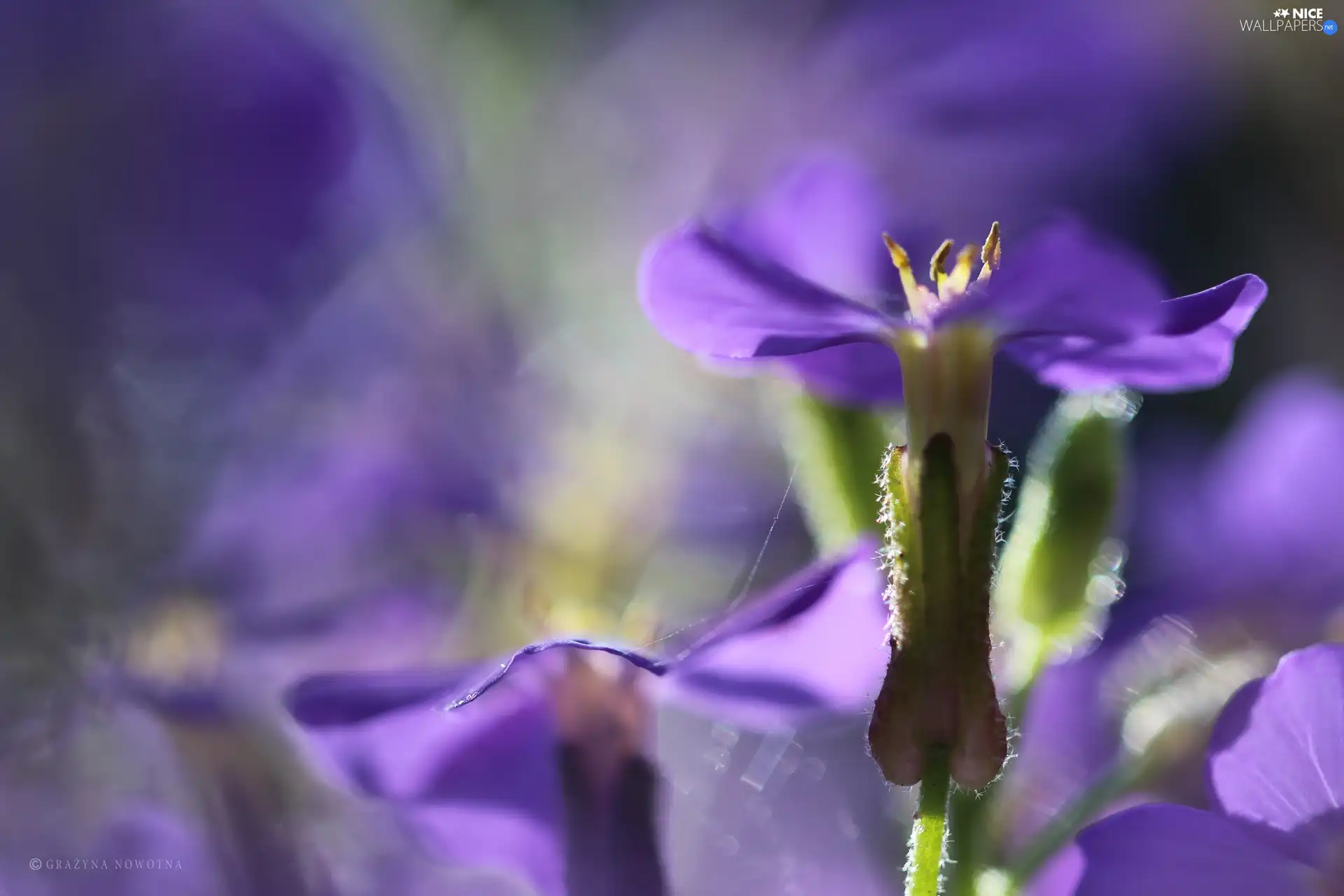 purple, Flowers