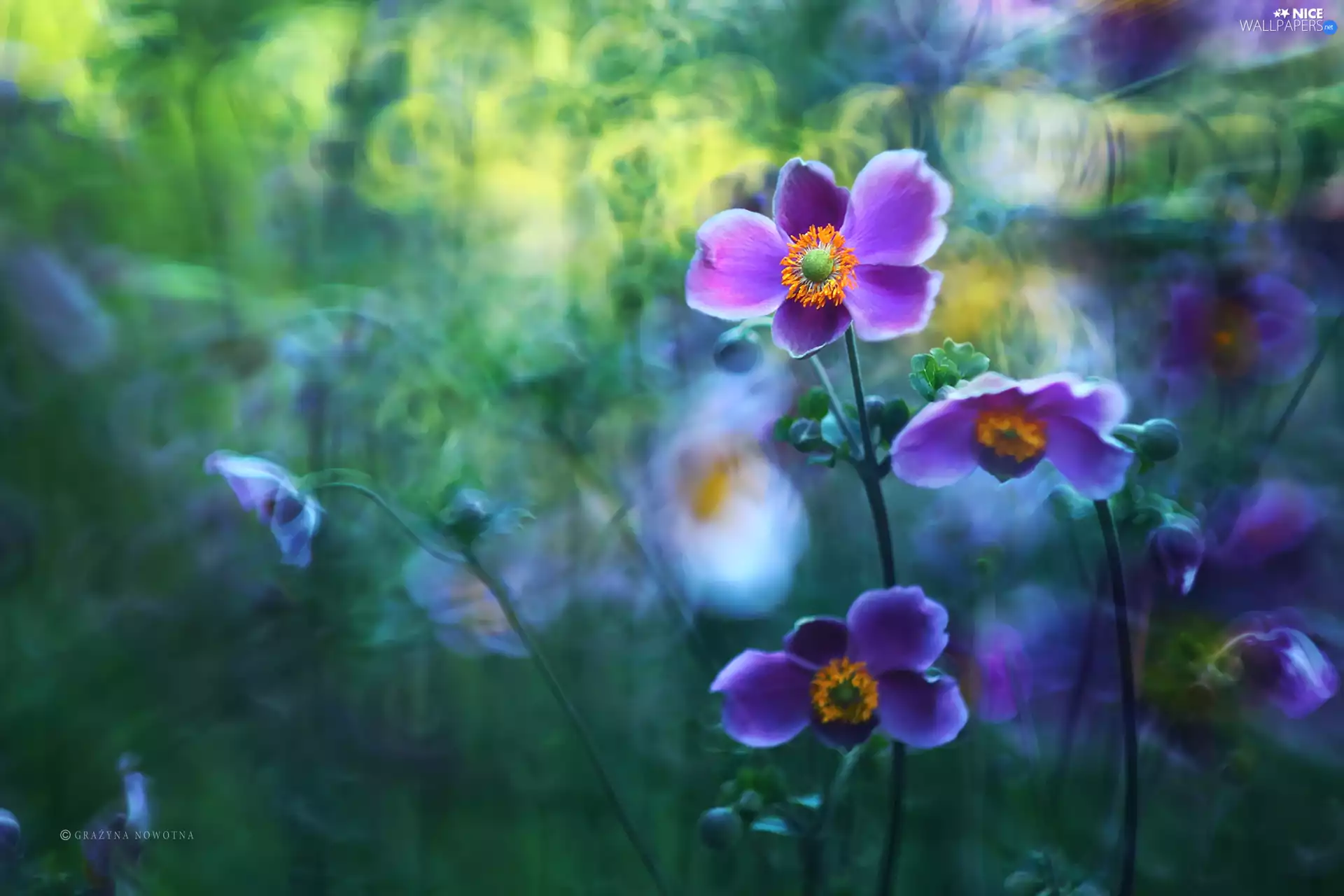 purple, Japanese anemone, Flowers
