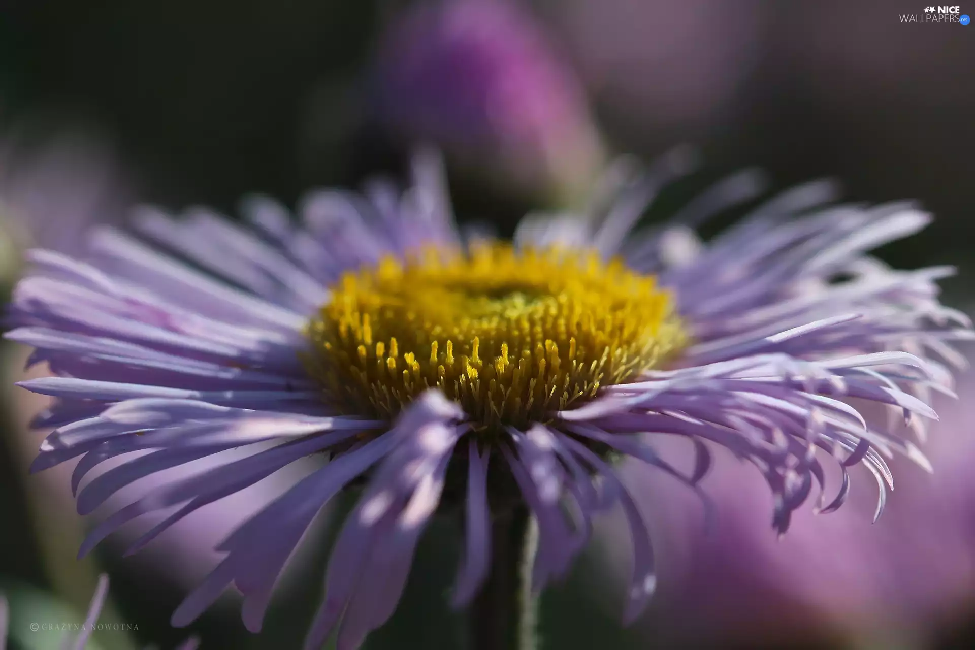 Flowers, Astra, purple