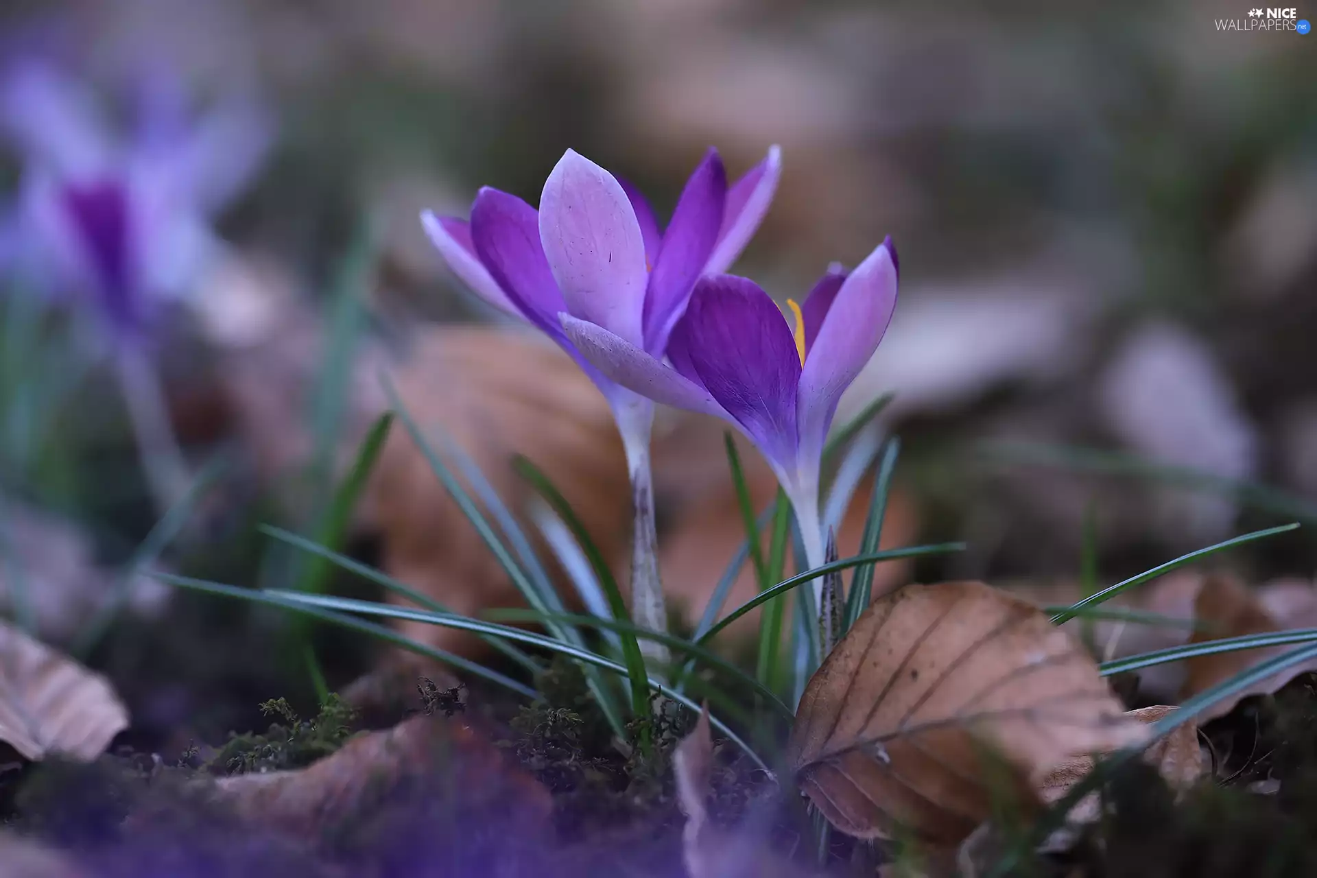 crocuses, Flowers, purple, Two cars