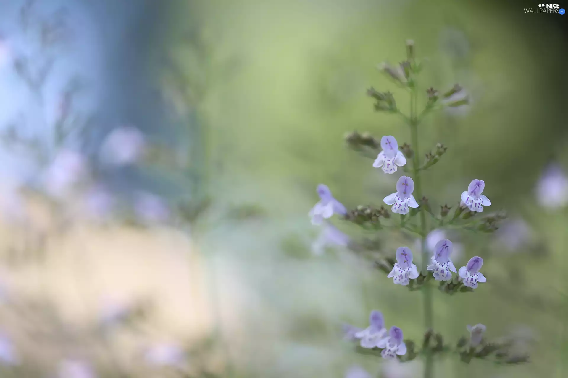 Flowers, change, purple