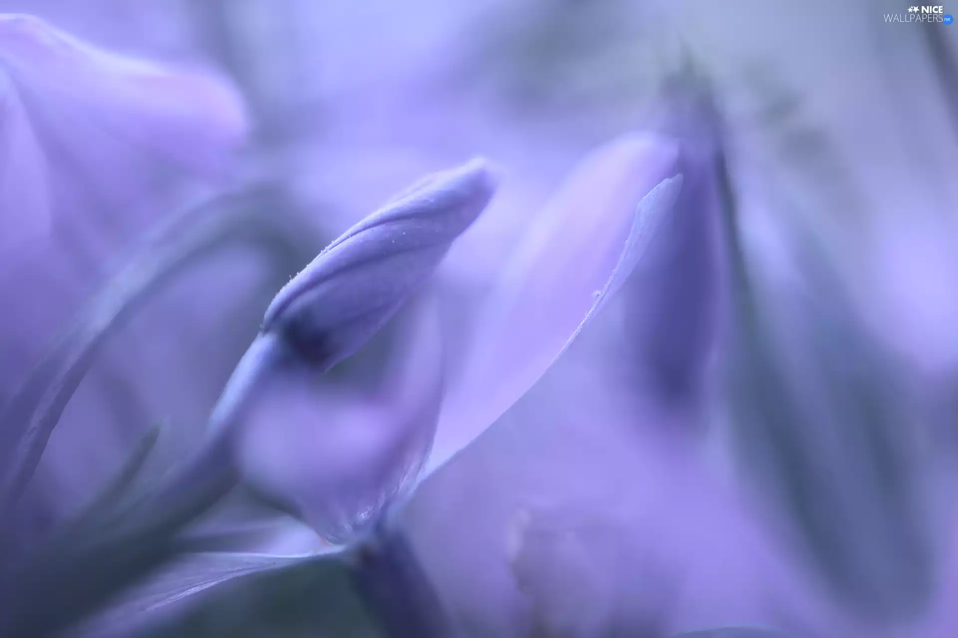 purple, bud, Close, Flowers