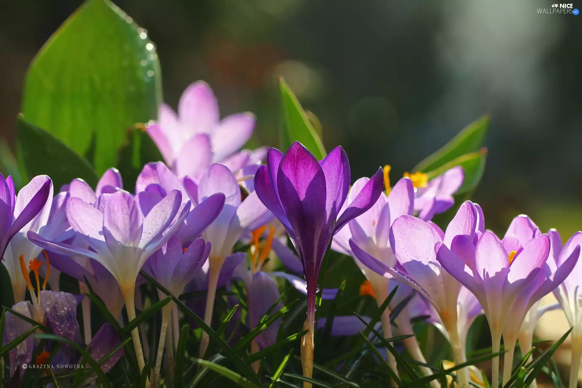 Flowers, crocuses, purple