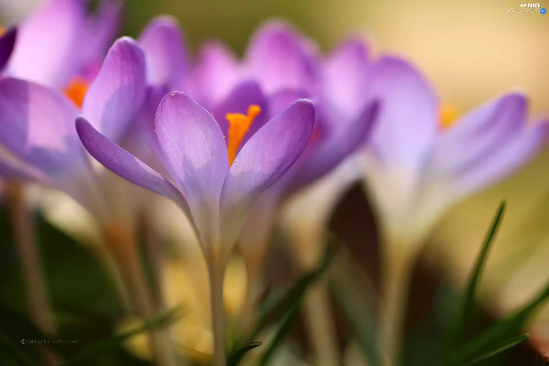 Flowers, crocuses, purple