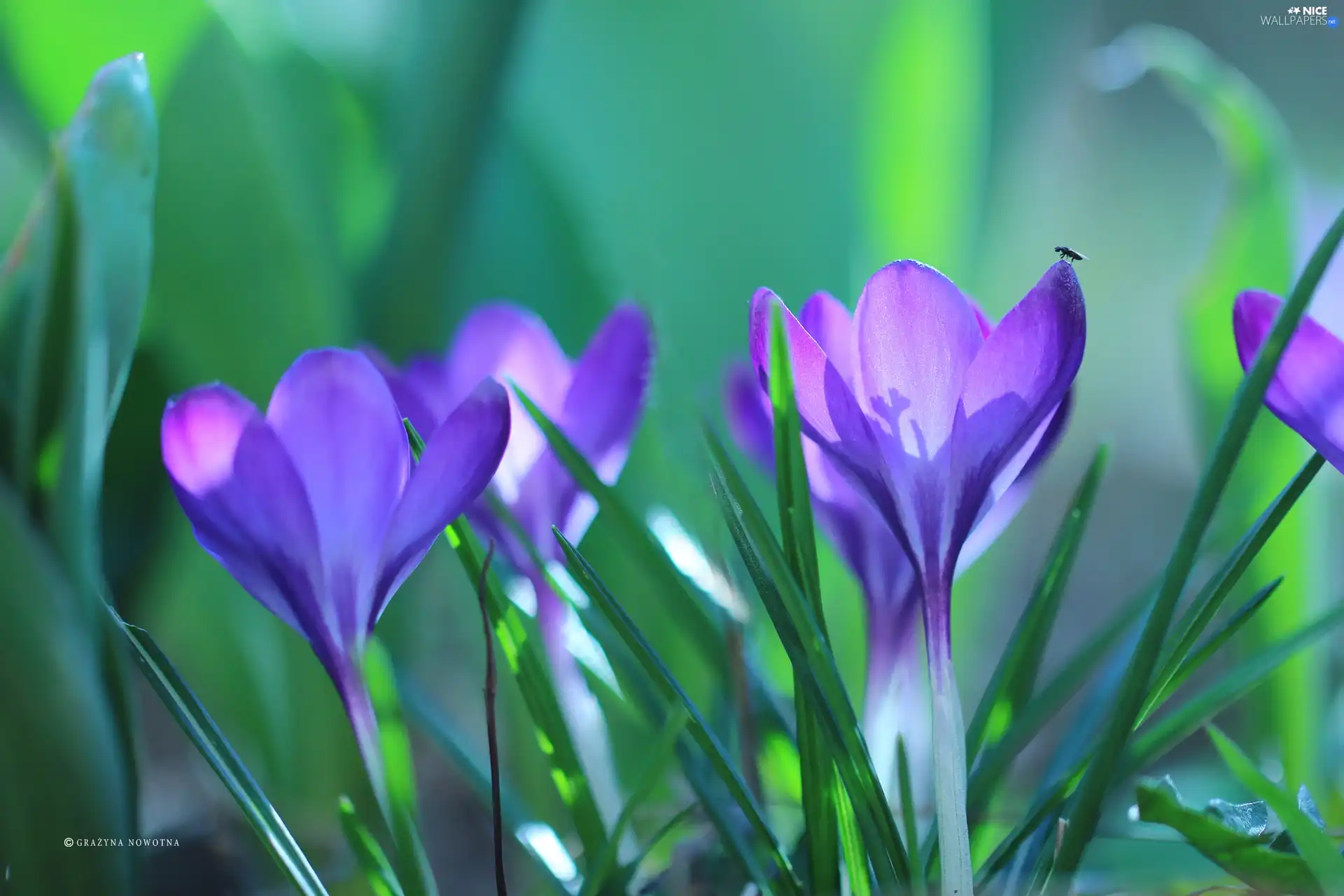 Flowers, crocuses, purple