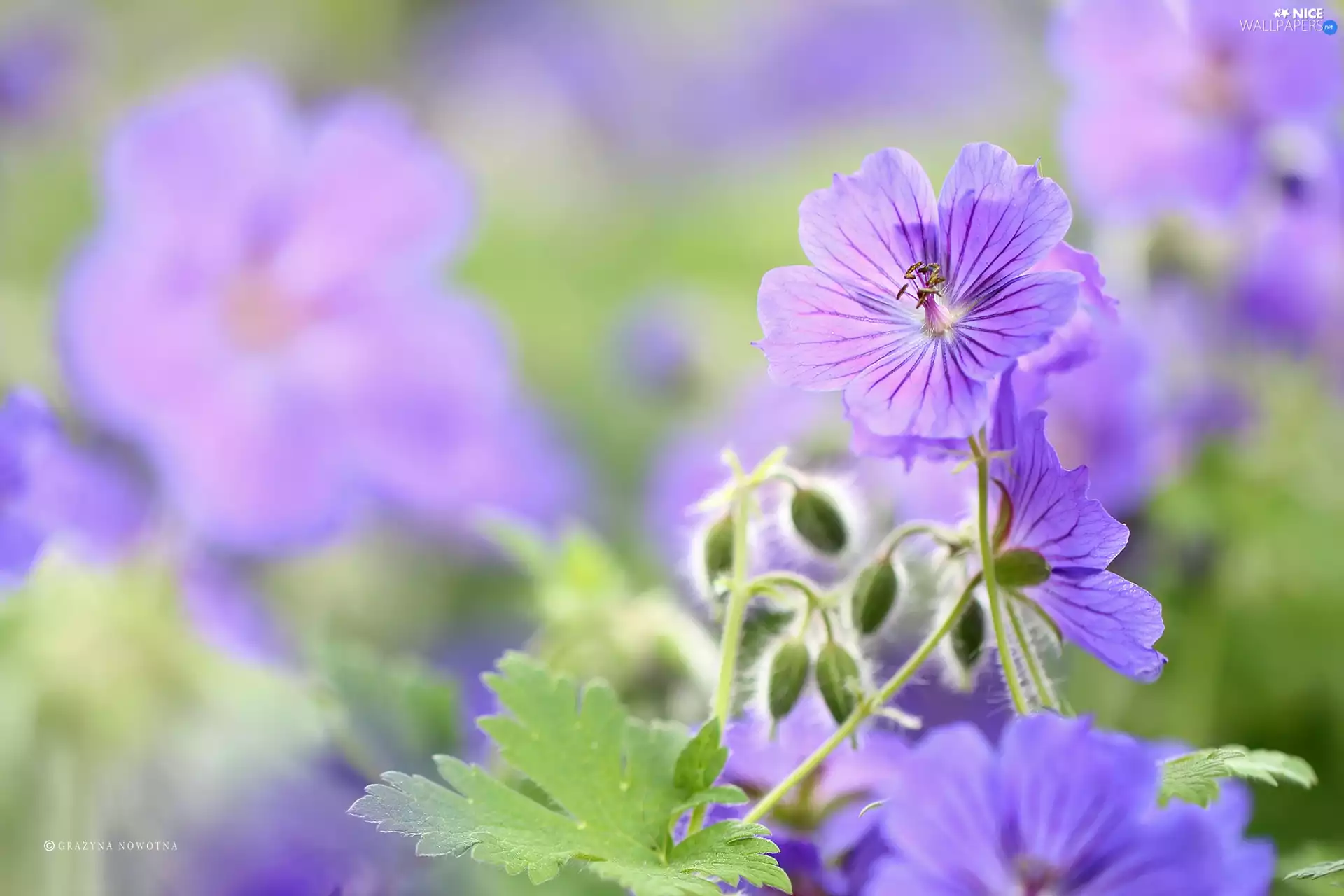 Flowers, geranium, purple