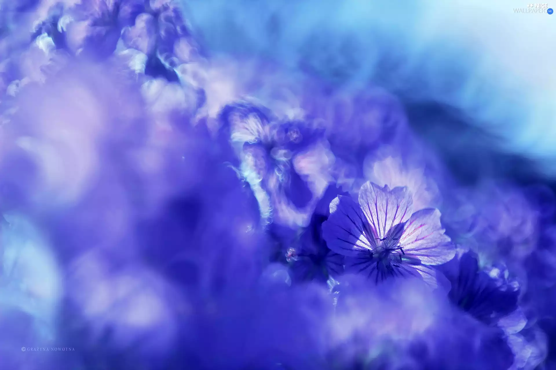 Flowers, geranium, purple