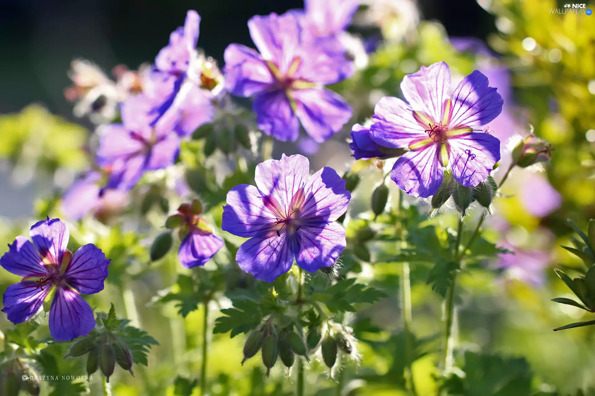 Flowers, geranium, purple