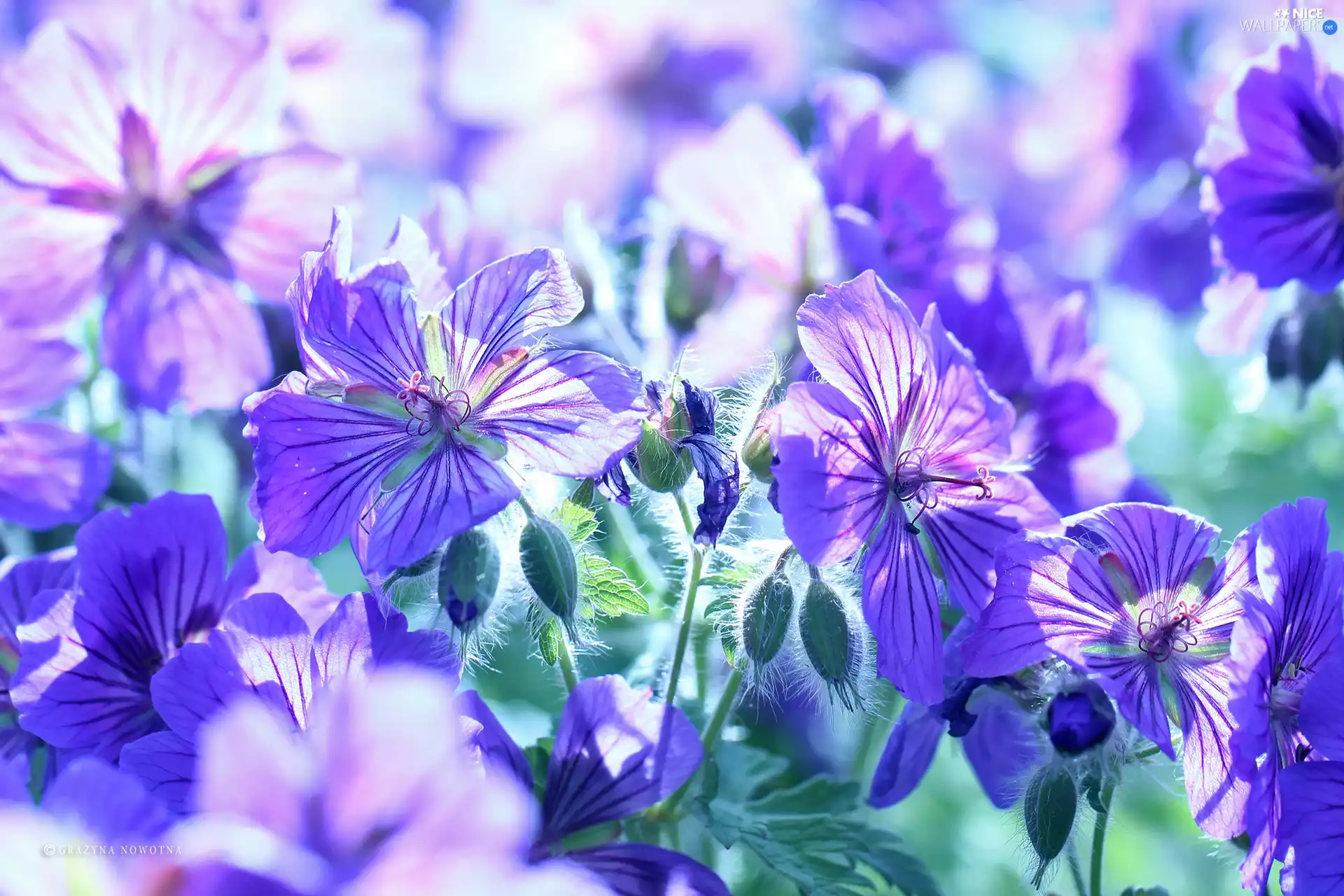 Flowers, geranium, purple
