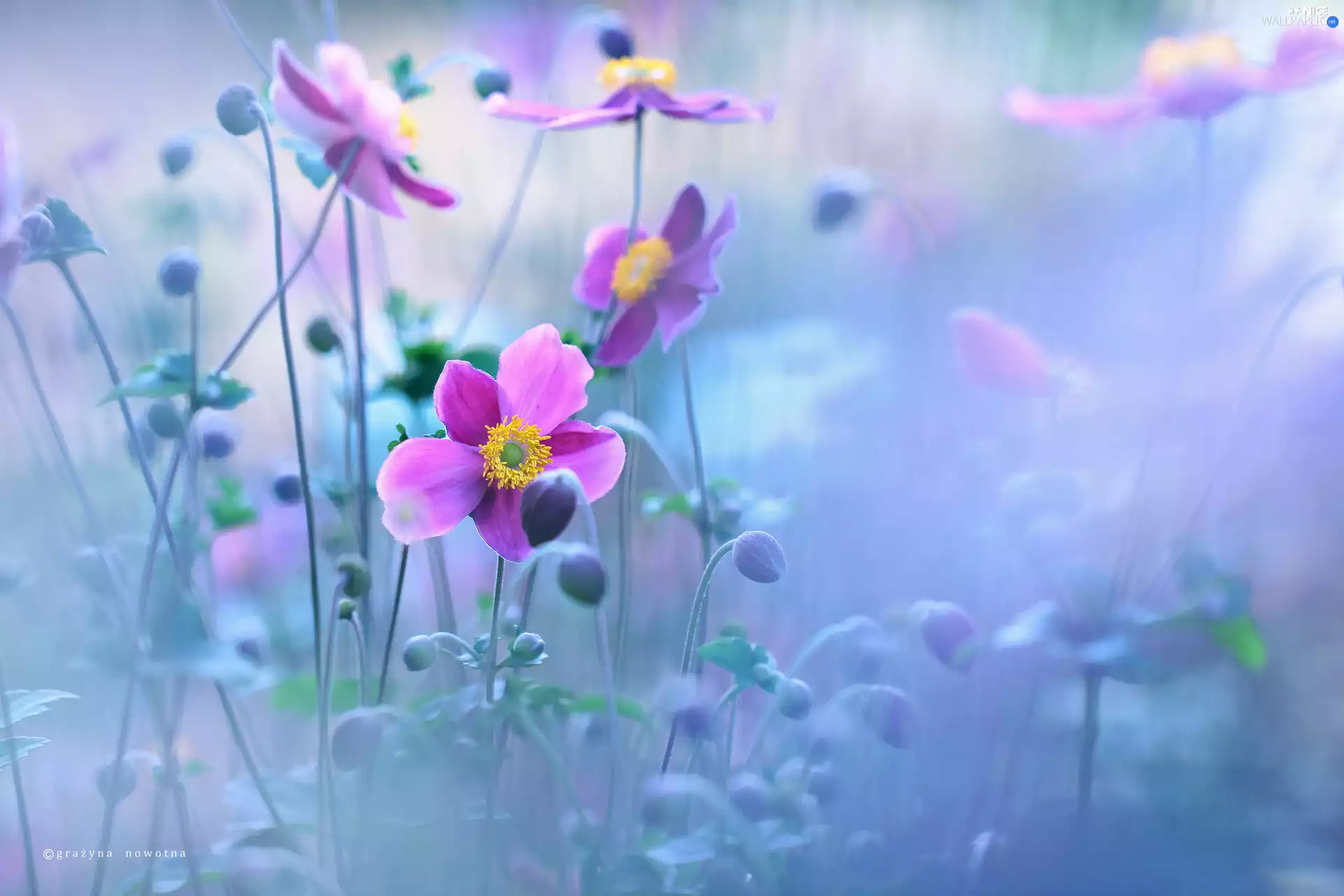 purple, Anemone Hupehensis, Flowers