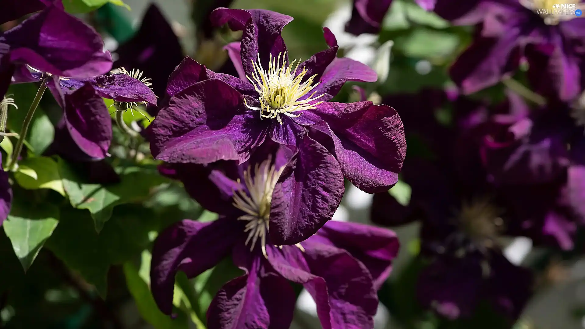 purple, Clematis, Leaf, Flowers