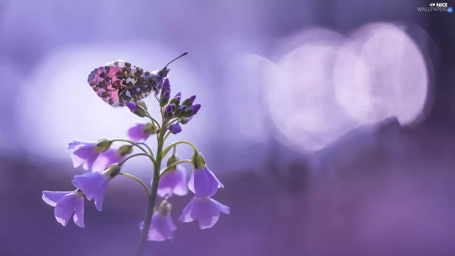 Watercress Meadow, purple, butterfly, Orange Tip, Cardamine, Flowers